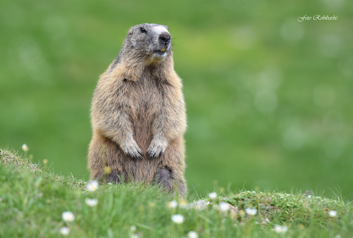 Marmotta in preallarme...