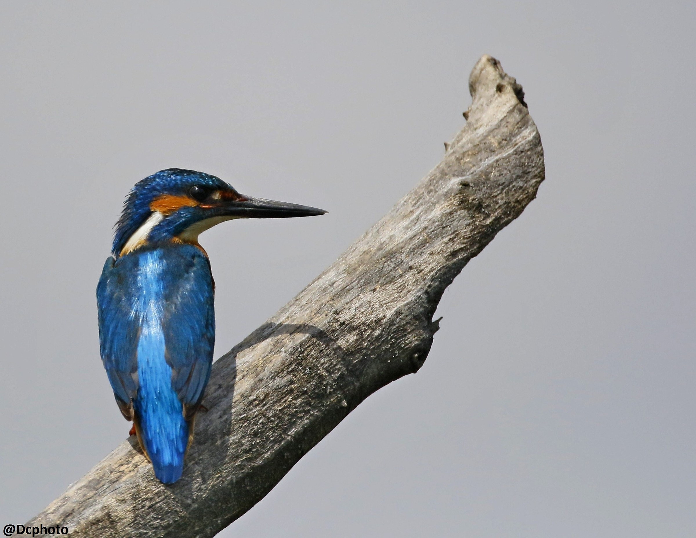 Kingfisher (Alcedo atthis)