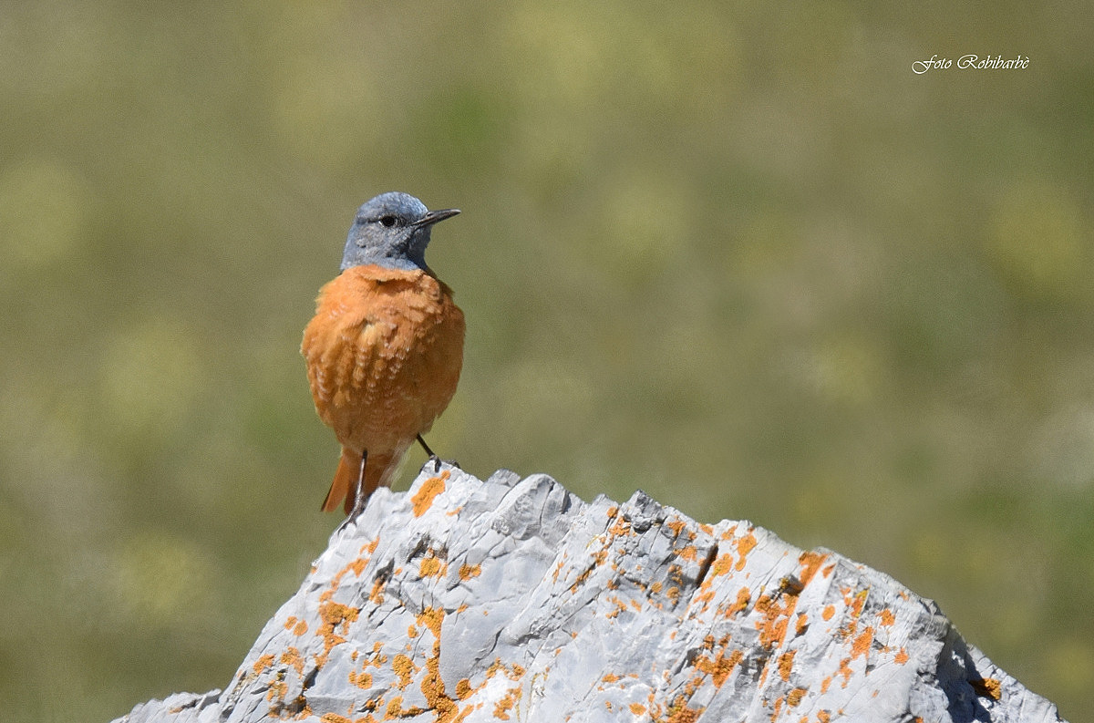 Codirossone...impettito...