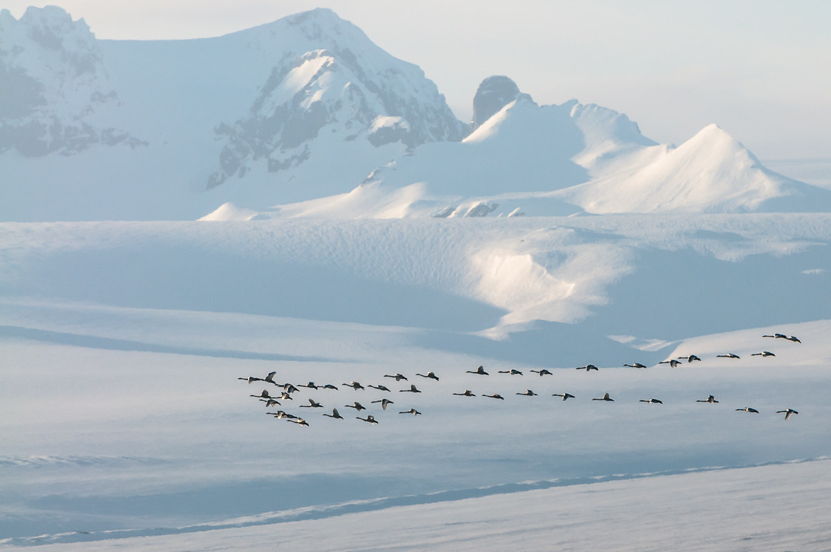 The glacier and swans