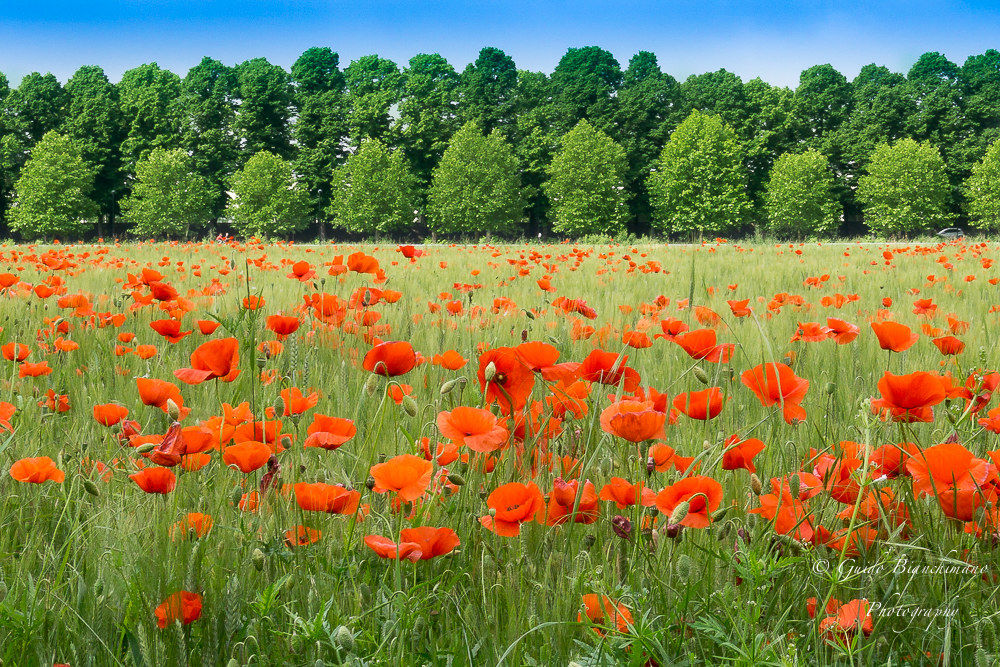 I prati della primavera