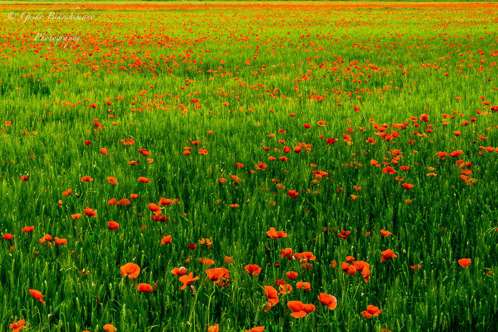 Un mare di papaveri