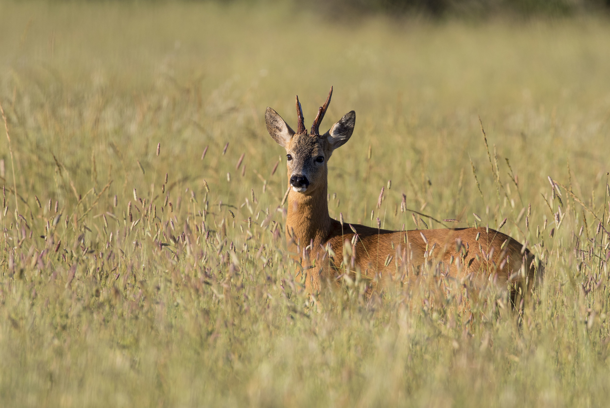 adult deer