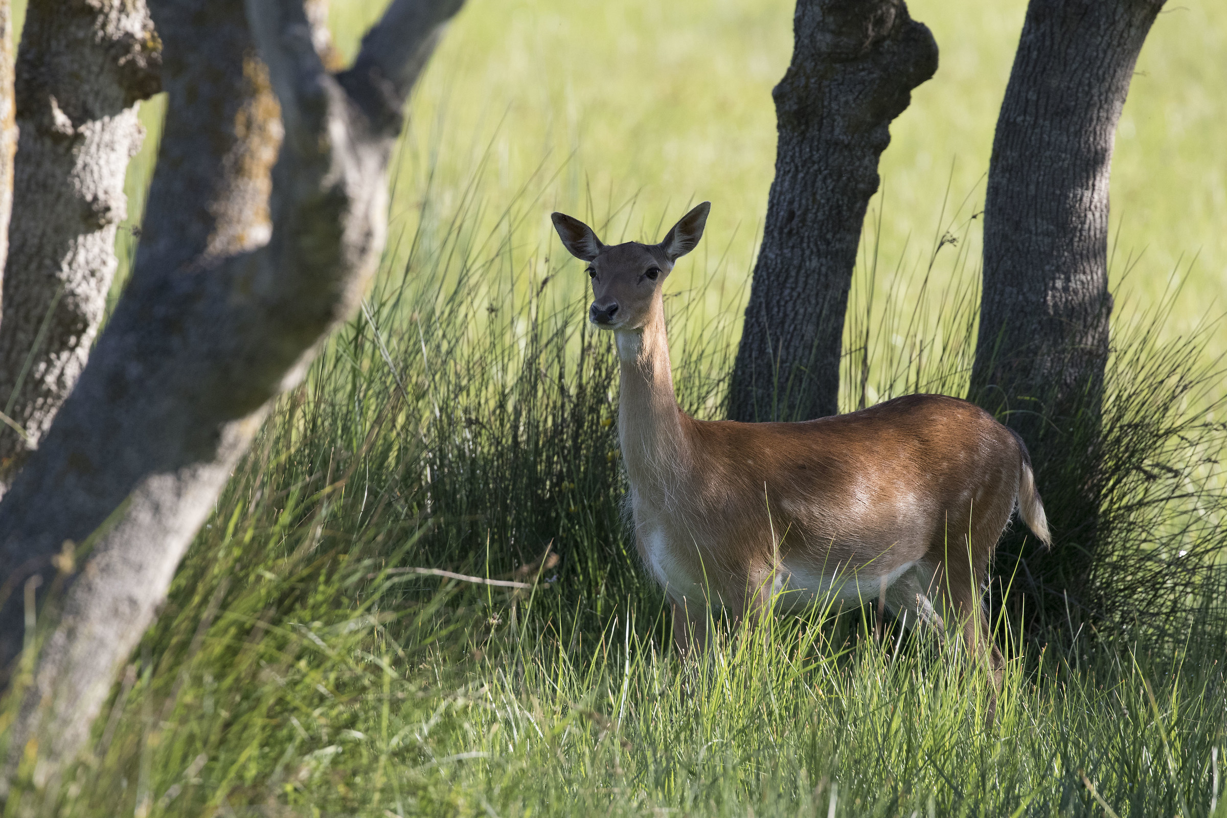 fallow deer