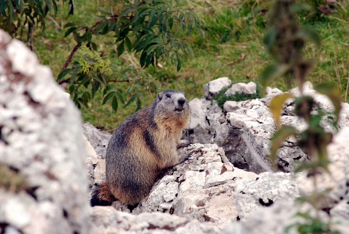 the local tourist mountain