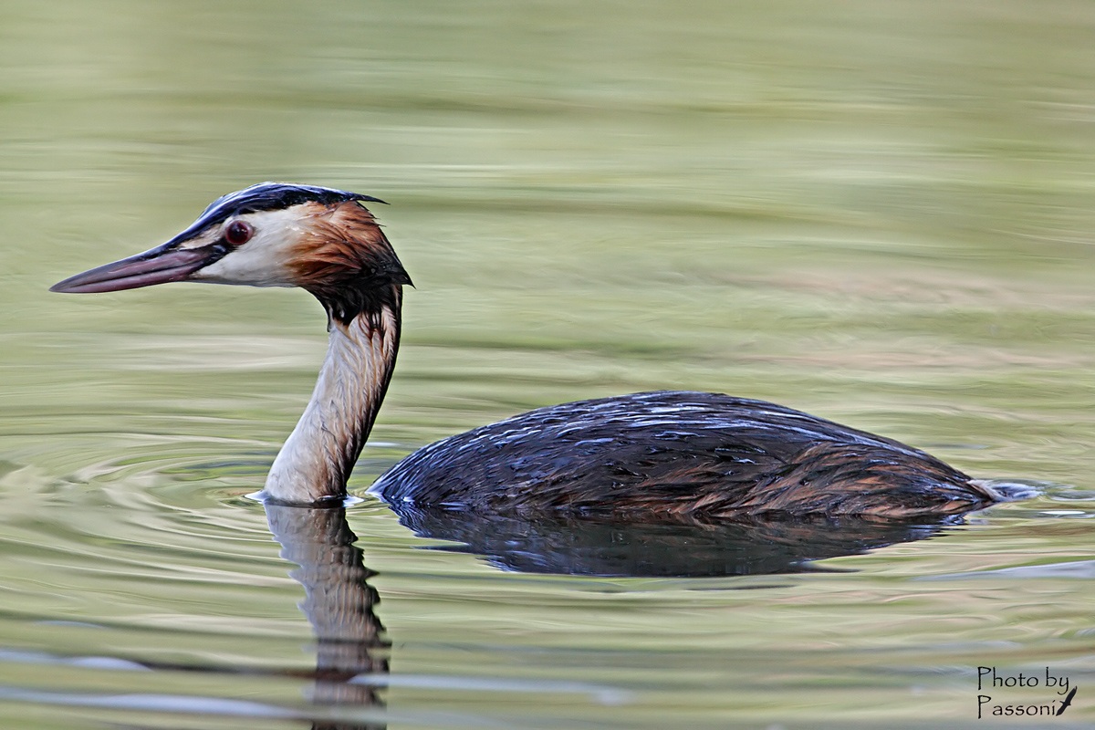 Grebe!