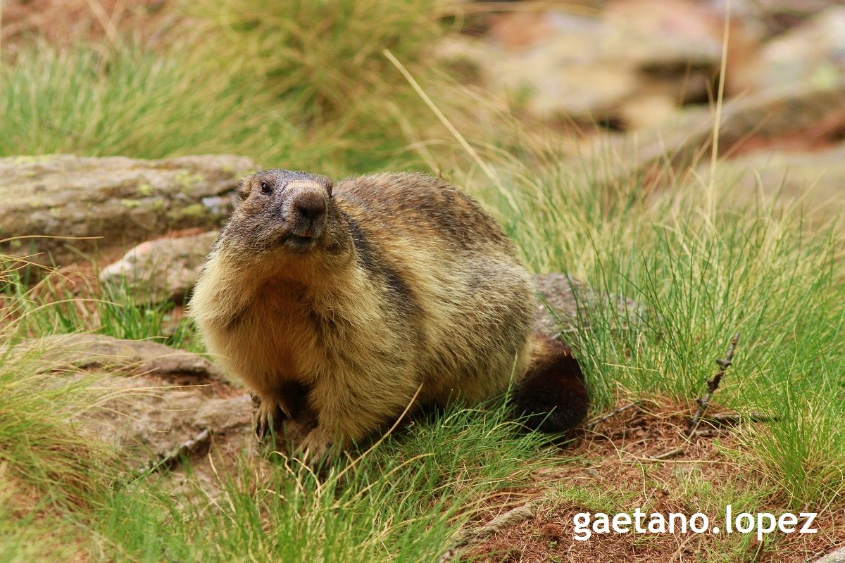 Marmotta