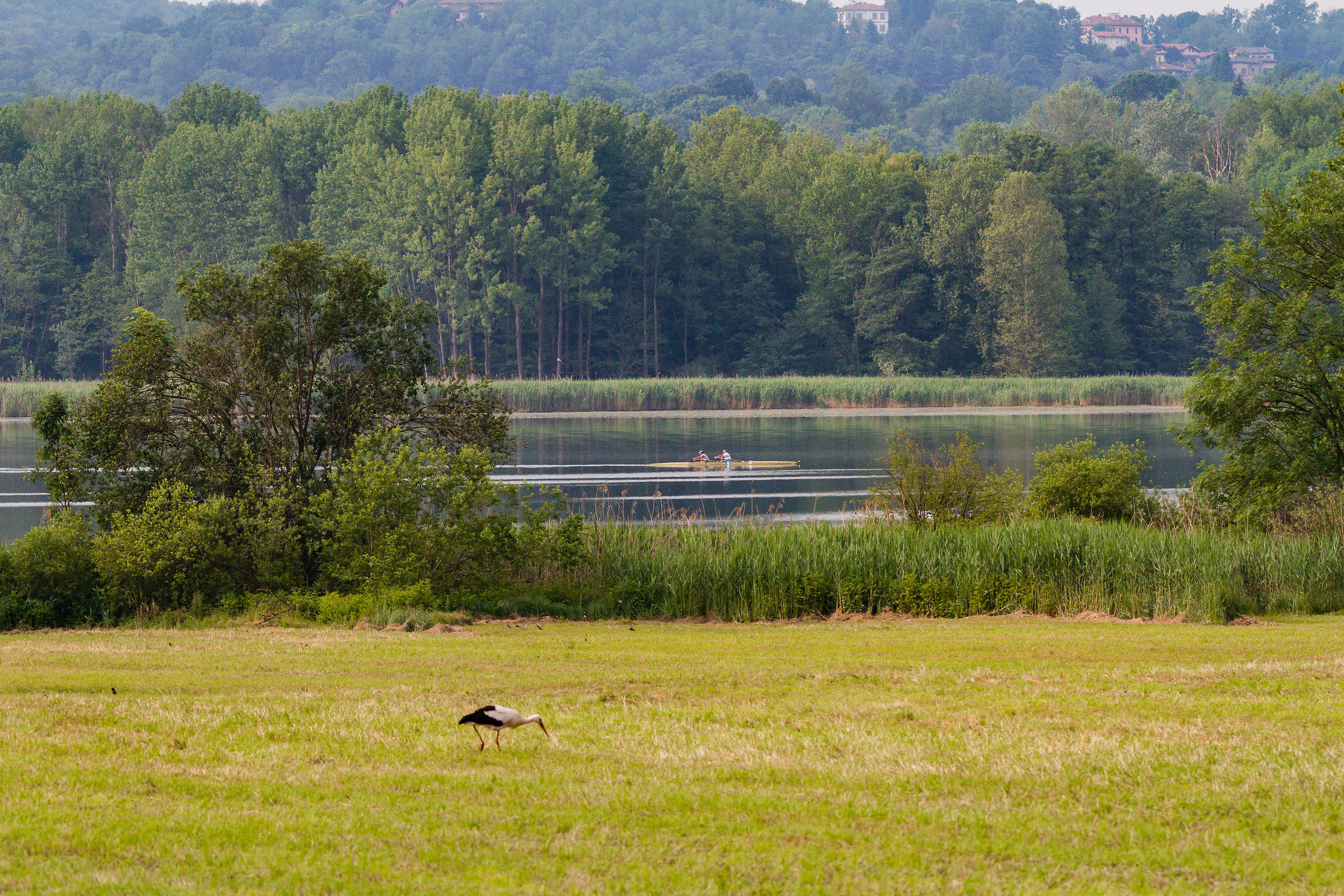 The rowers and the Stork