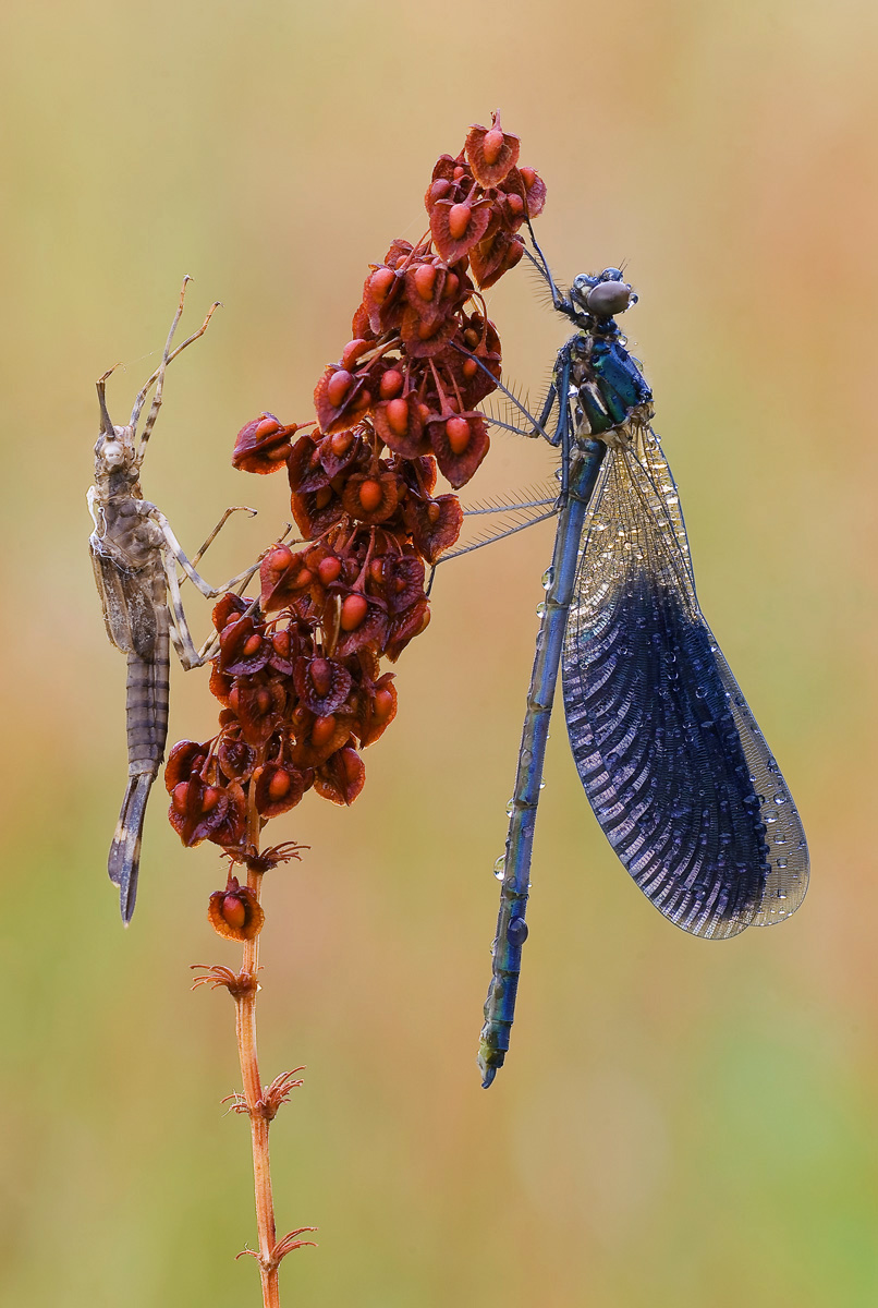 Just born in Cologno beach