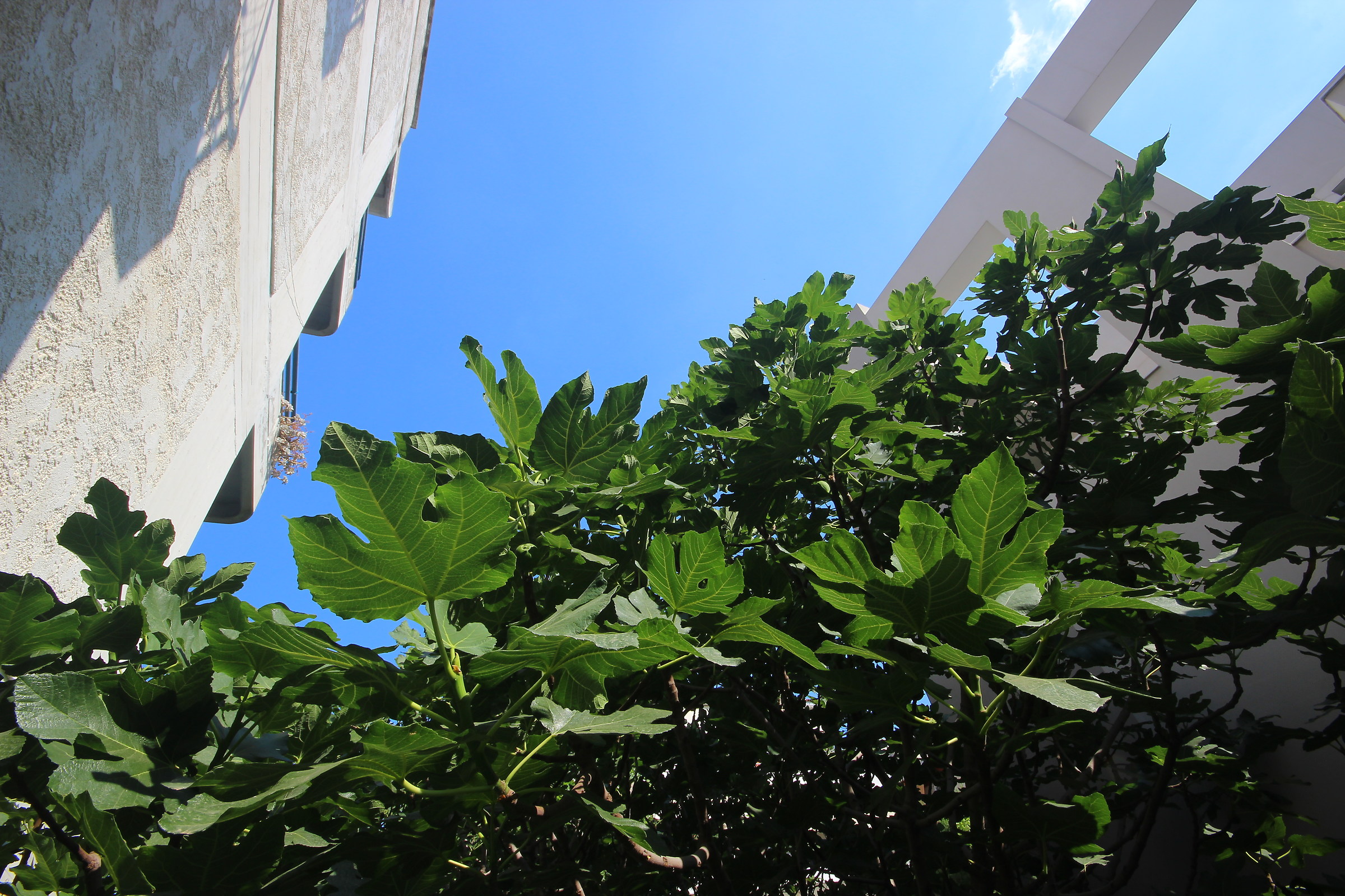 Verde tra due edifici