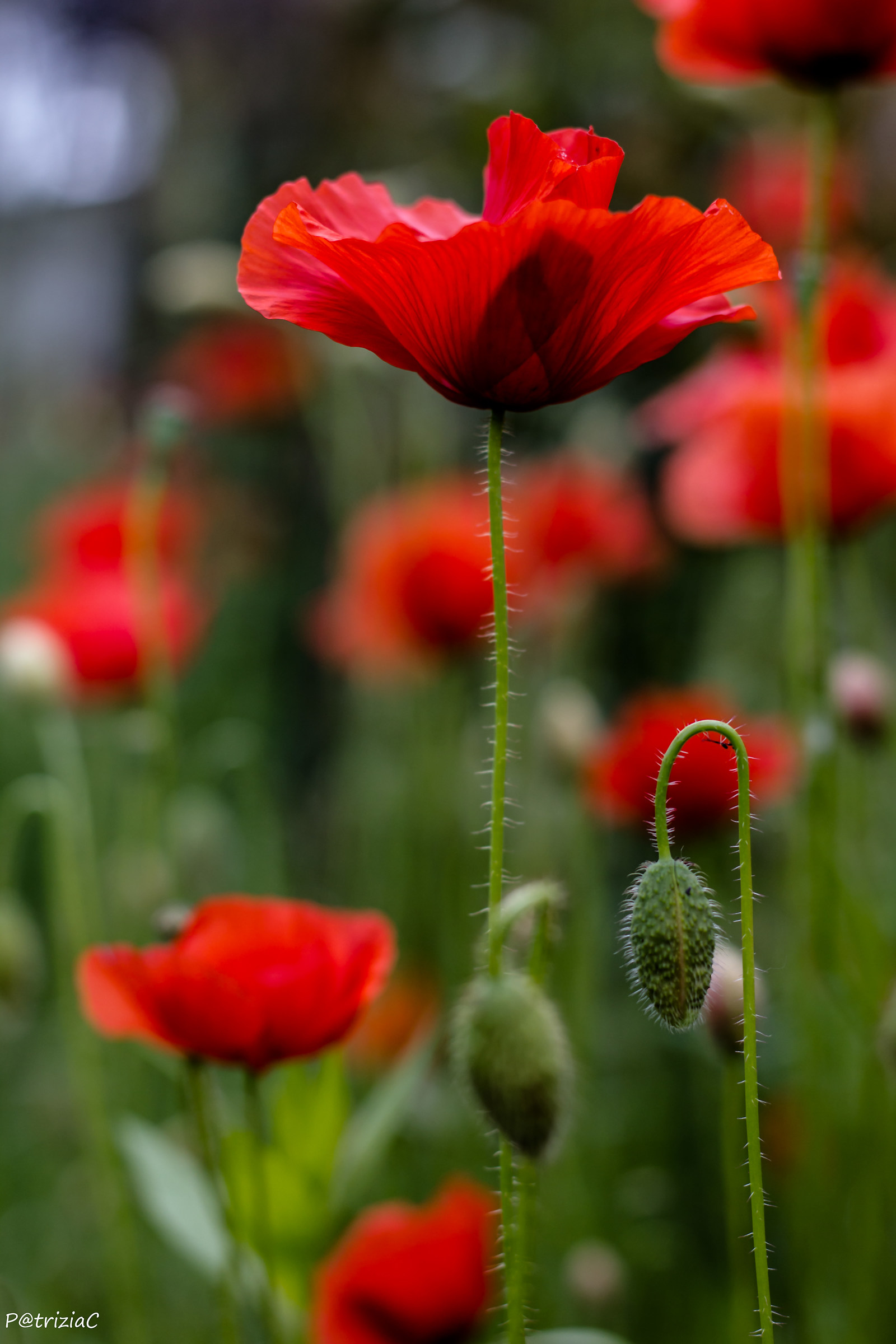 ... Is poppy time ...