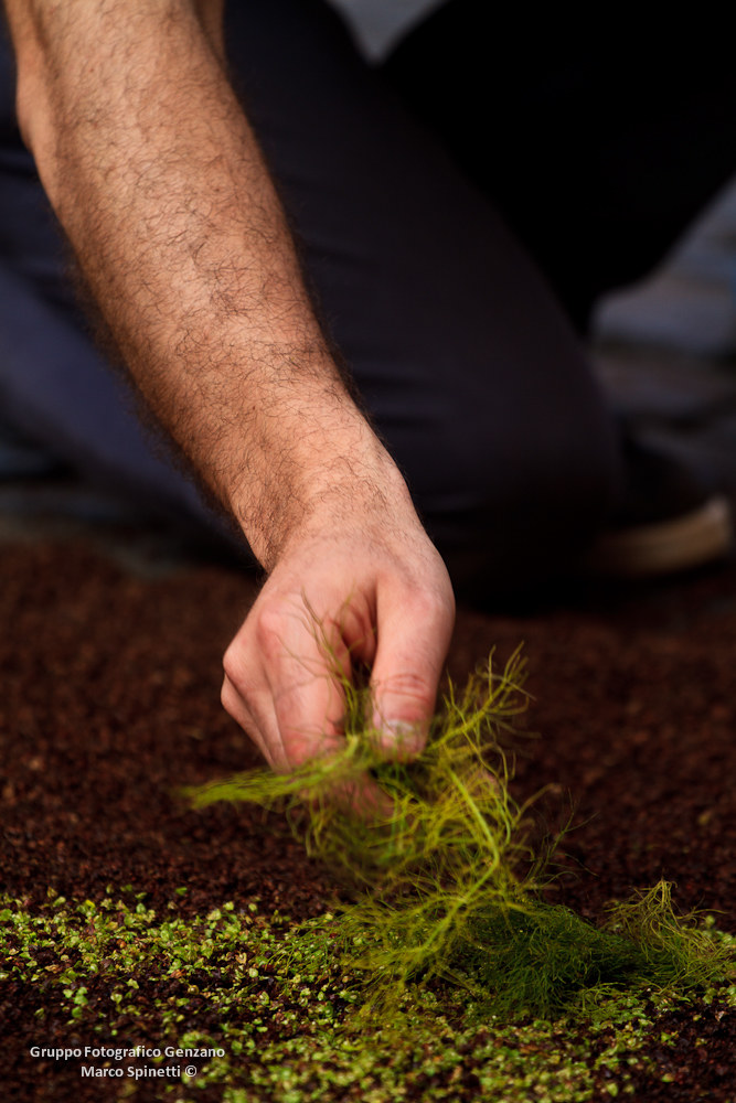 Flower Festival in Genzano di Roma