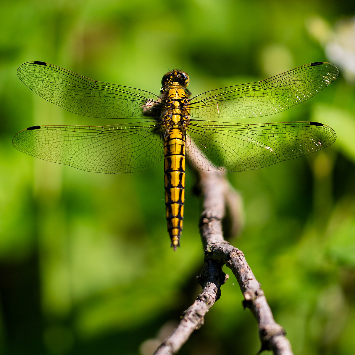 Libellula