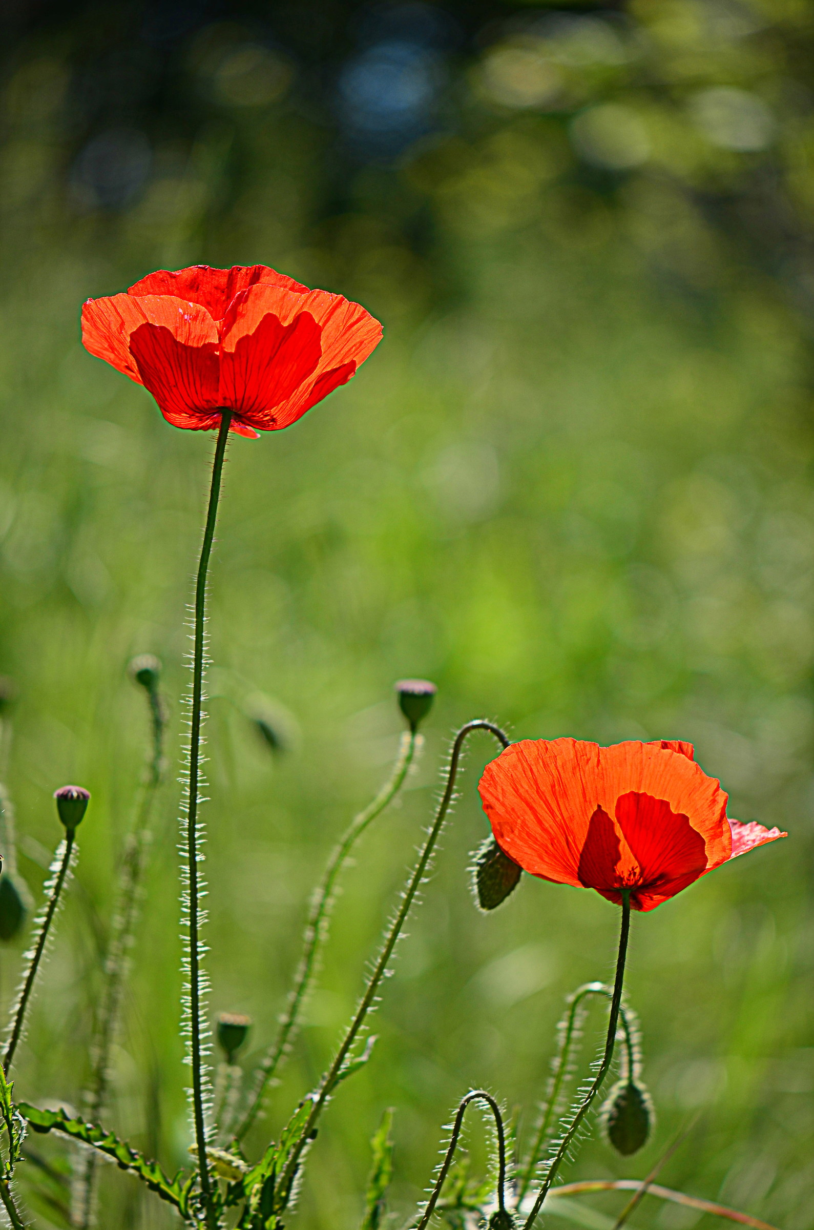 Poppies in backlight