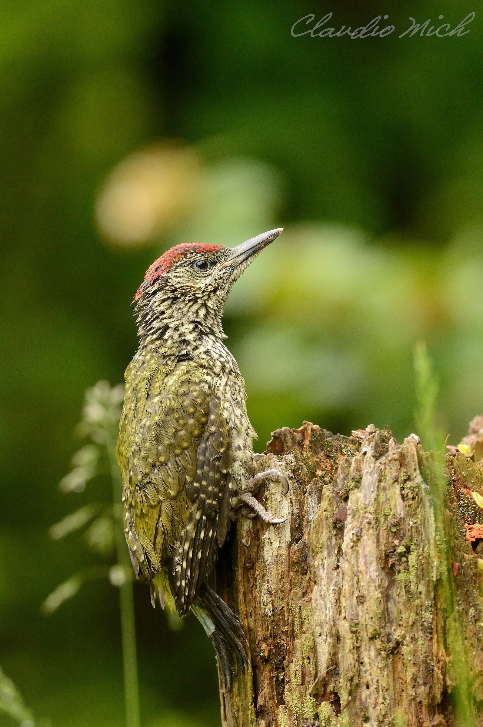 Giovane picchio verde
