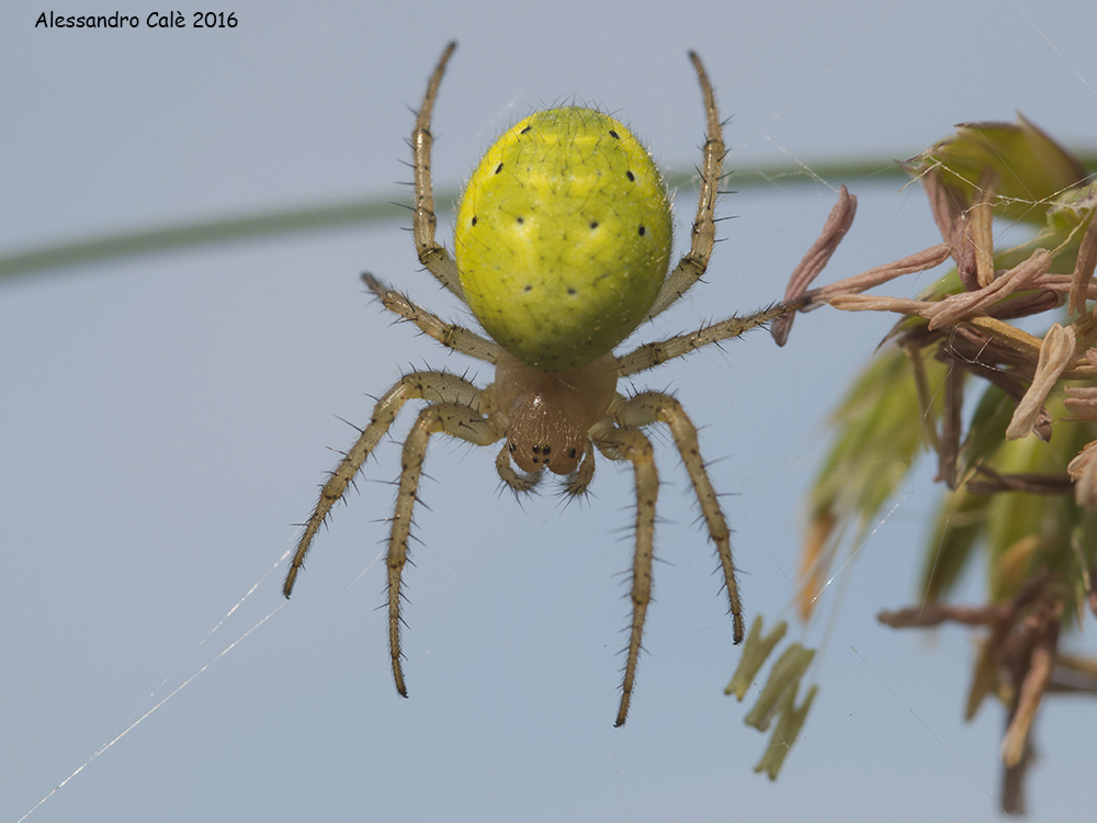 Araniella cucurbitina 5997