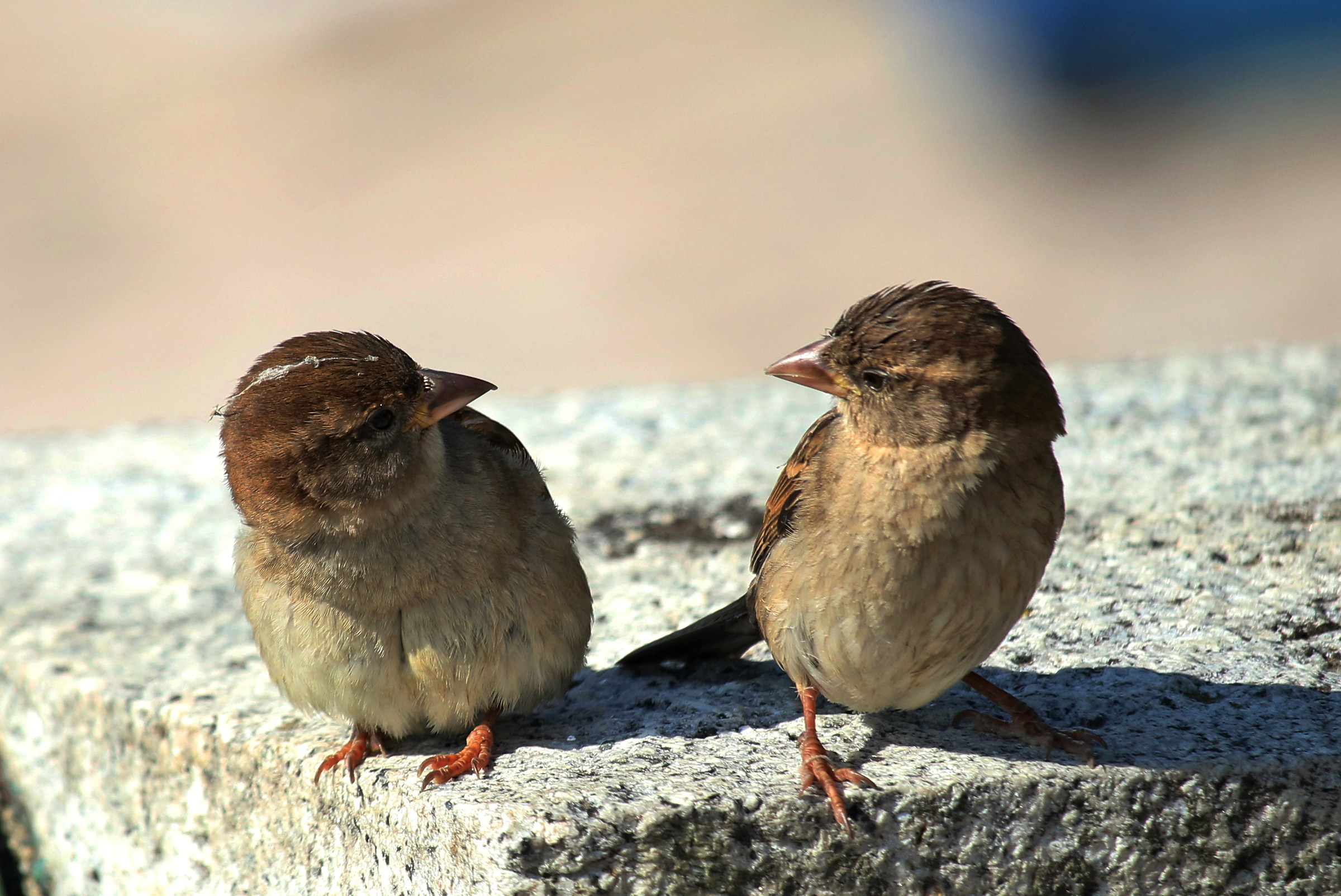 Hello how are you!...