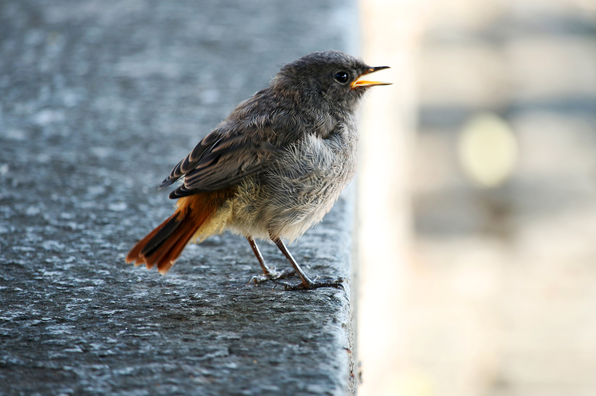 young redstart