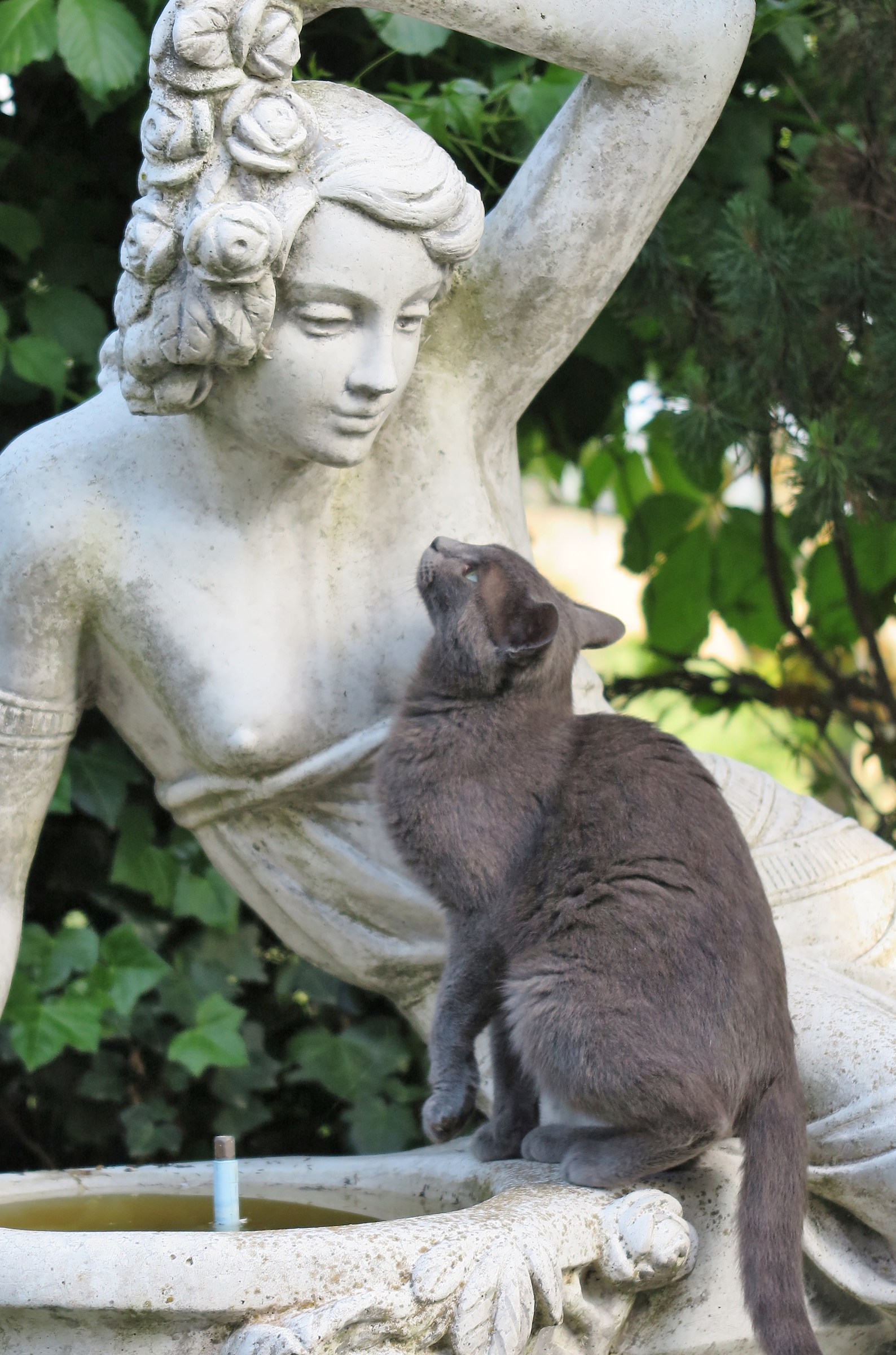 Il mio gatto innamorato-