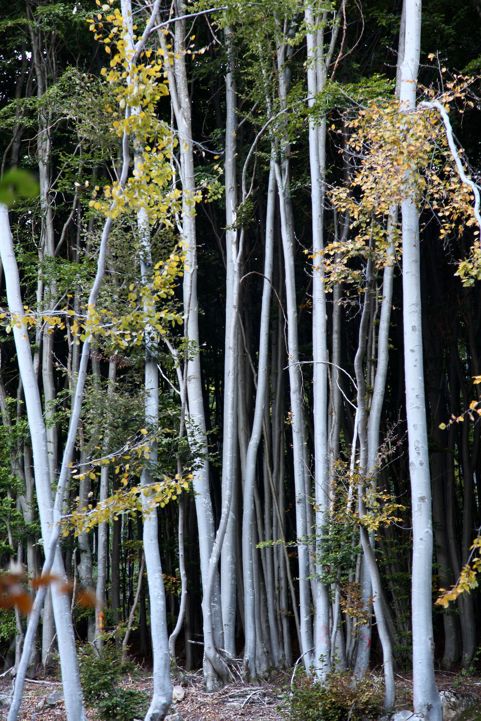 poplars (tribute to aa)