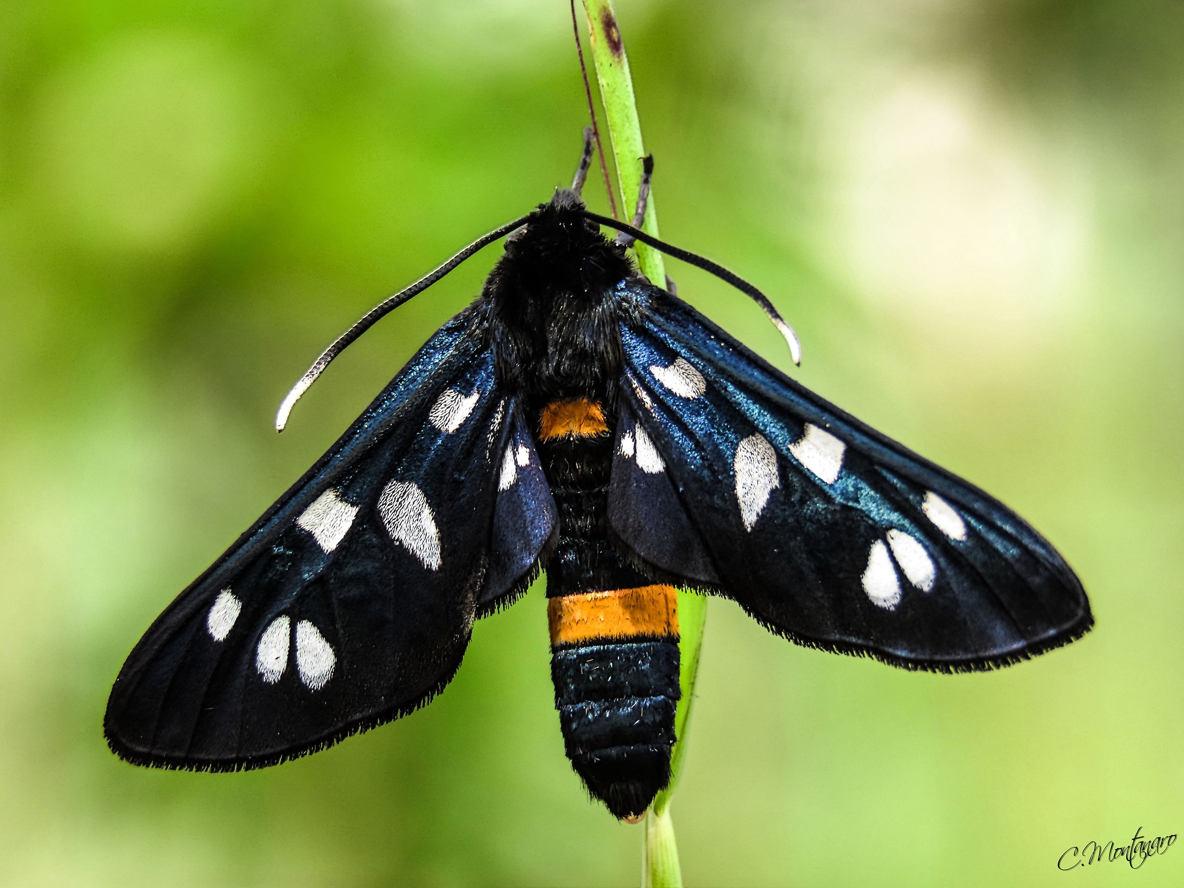 nine-spotted moth