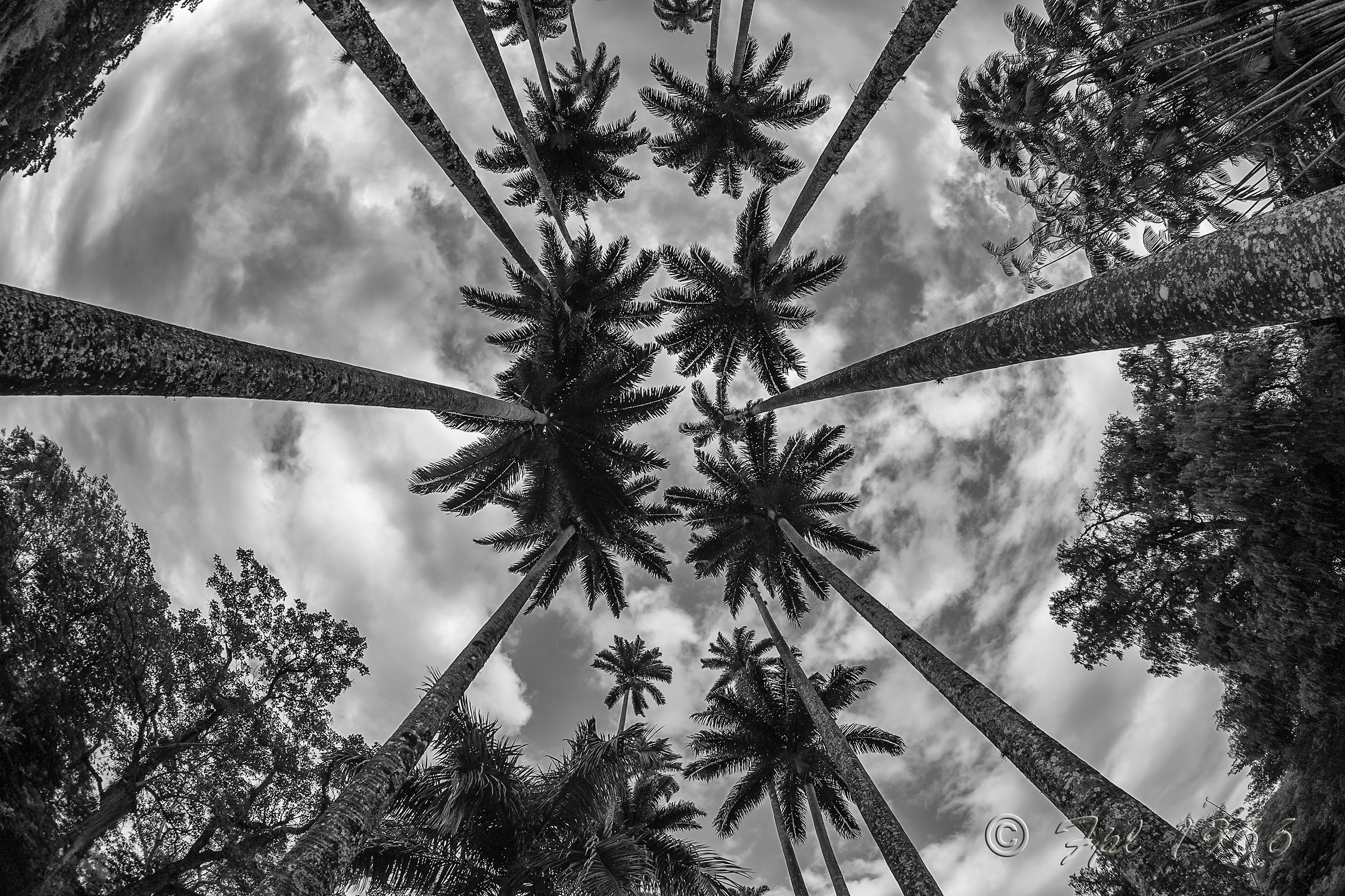 Le altissime palme dell'orto botanico di Rio de Janeiro