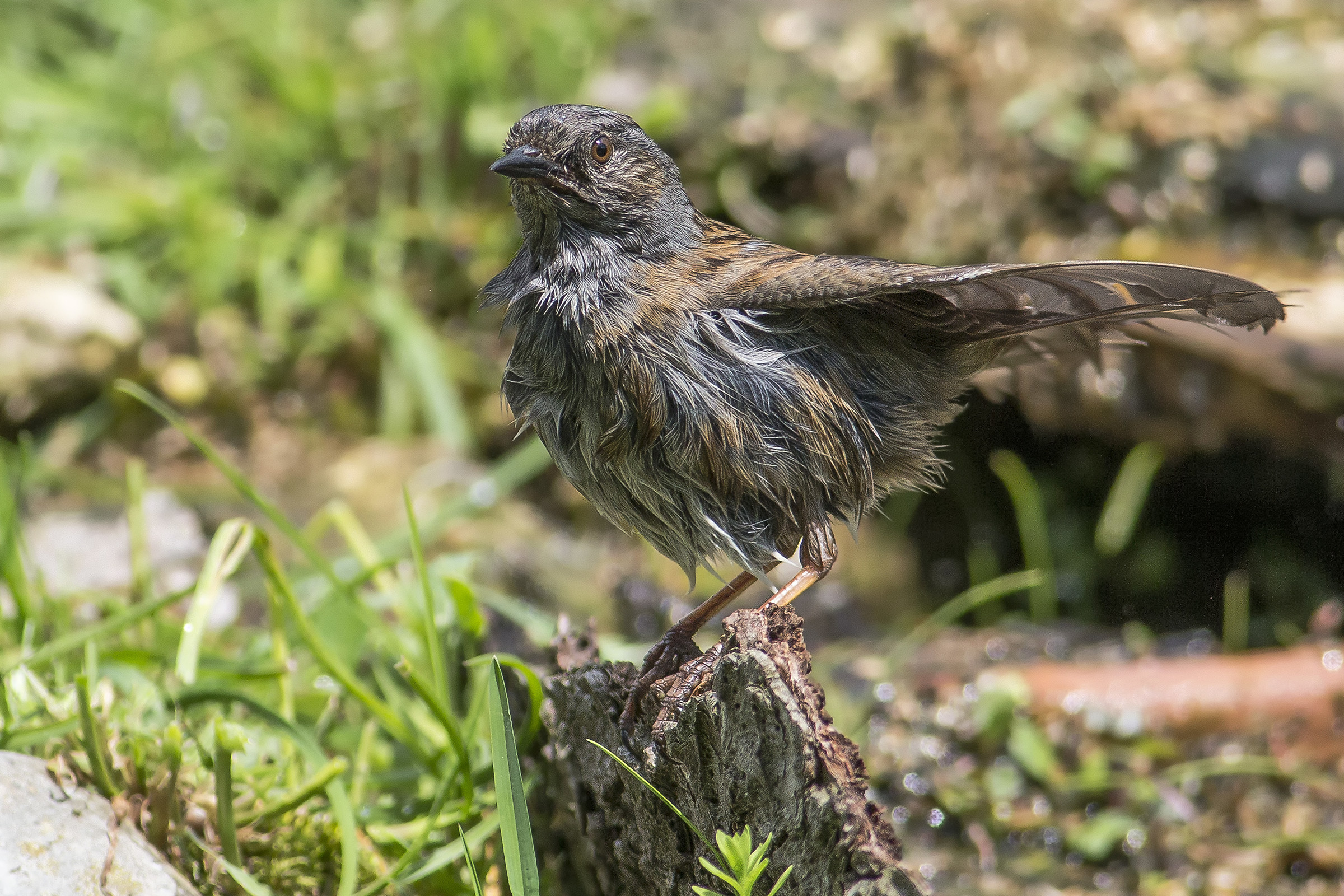 Passera Scopaiola dopo bagnetto