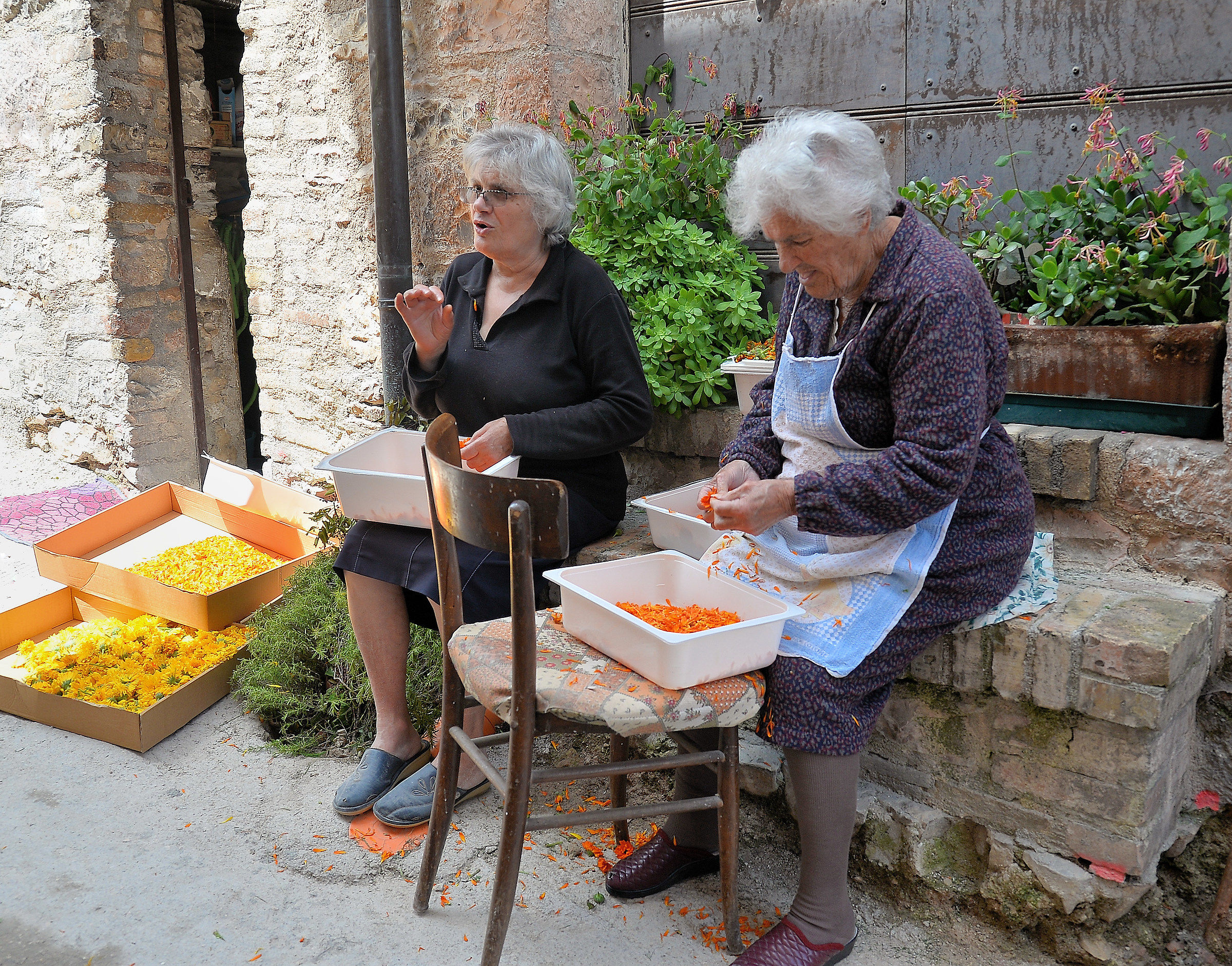 Preparativi per l'infiorata