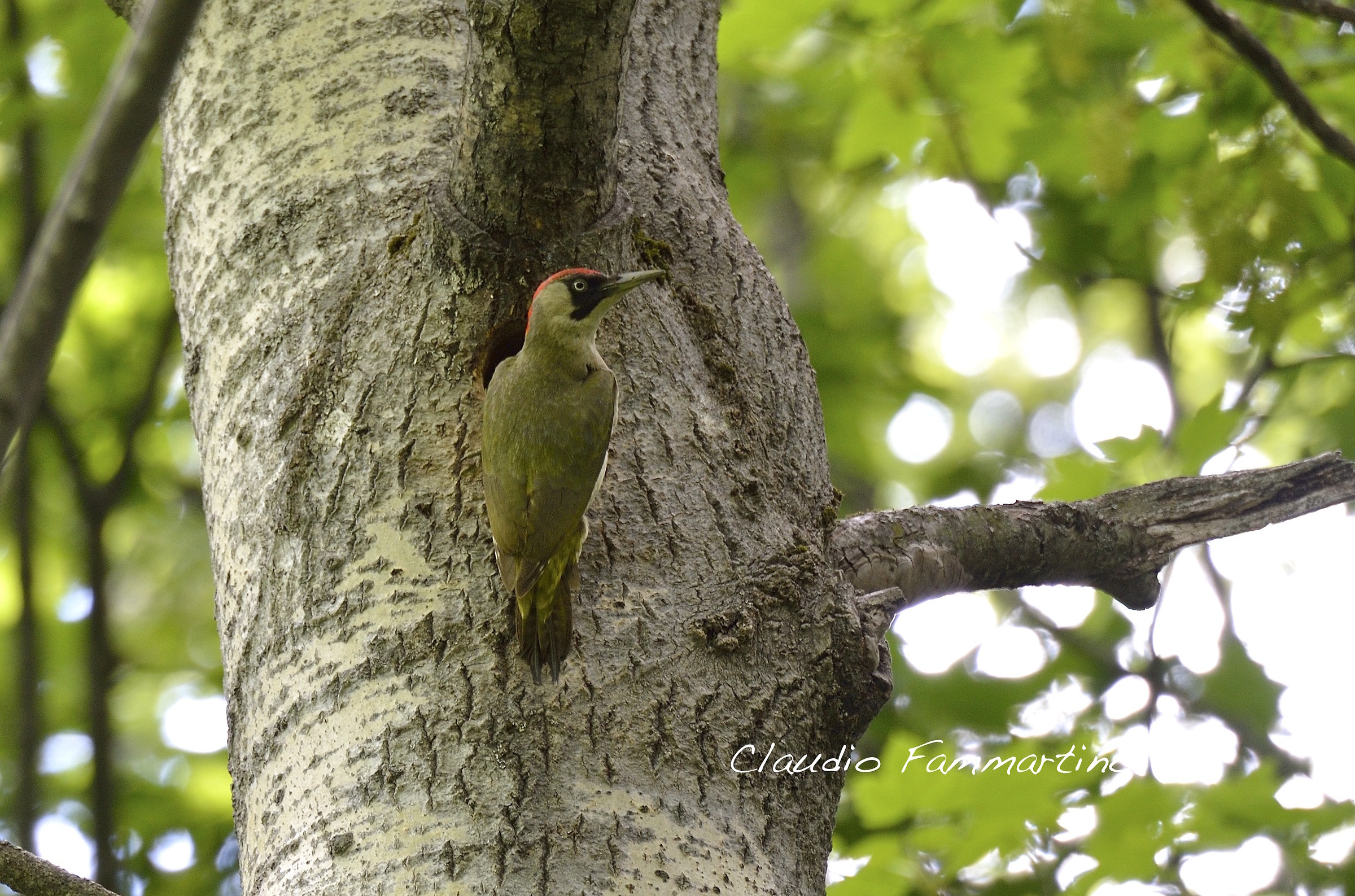 green woodpecker
