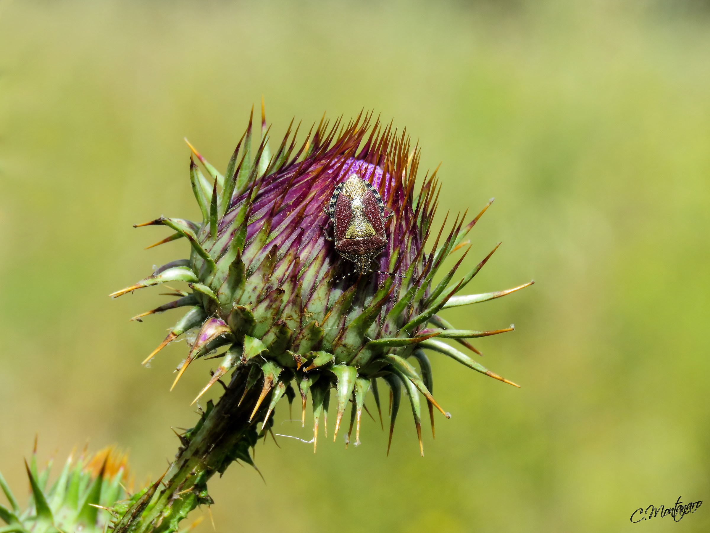 Bedbug berries (Dolycoris baccarum -Linnaeus 1758)