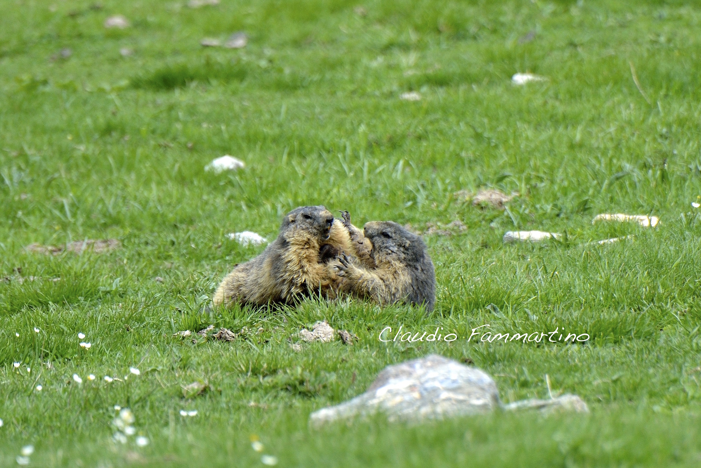 Il lato oscuro delle marmotte