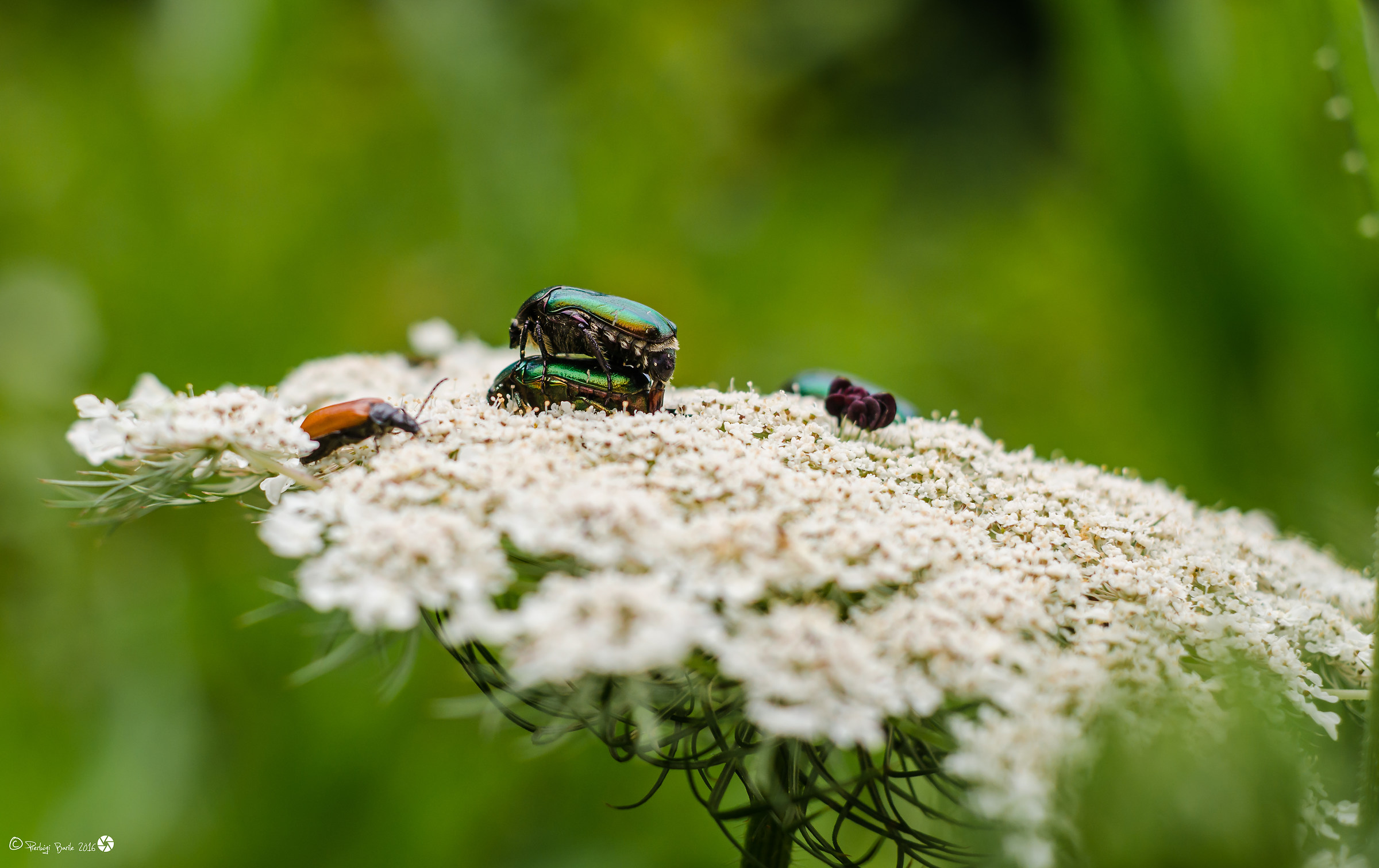 Beetles