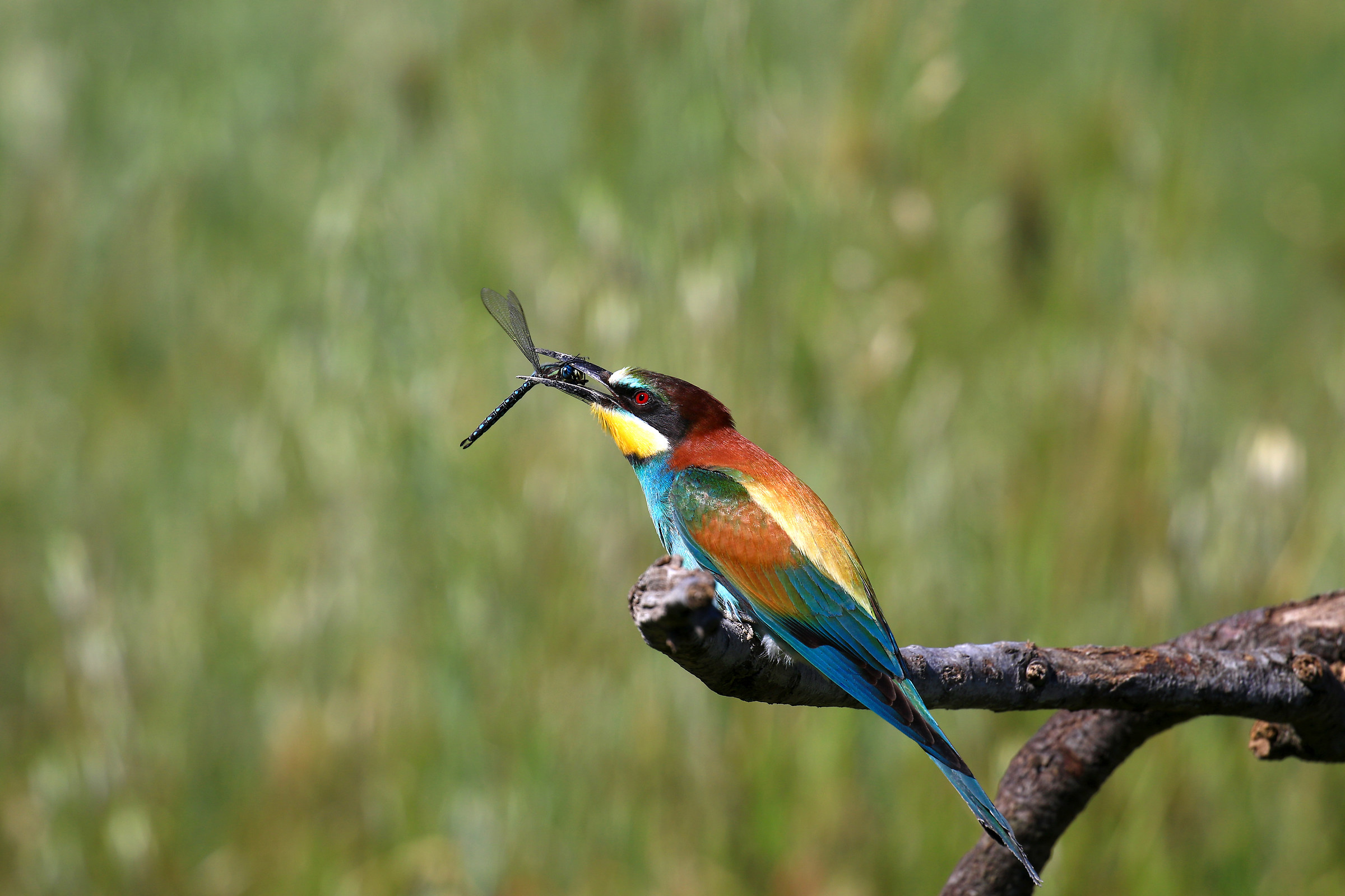 Bee-eater with prey
