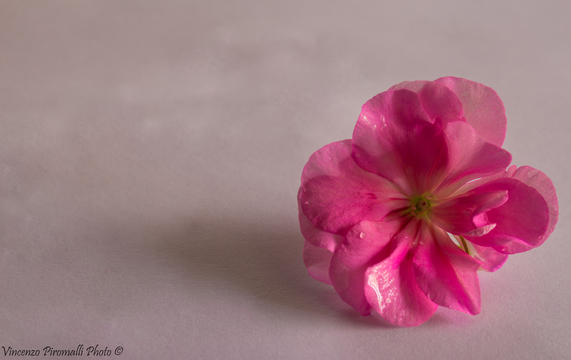 Pink flower