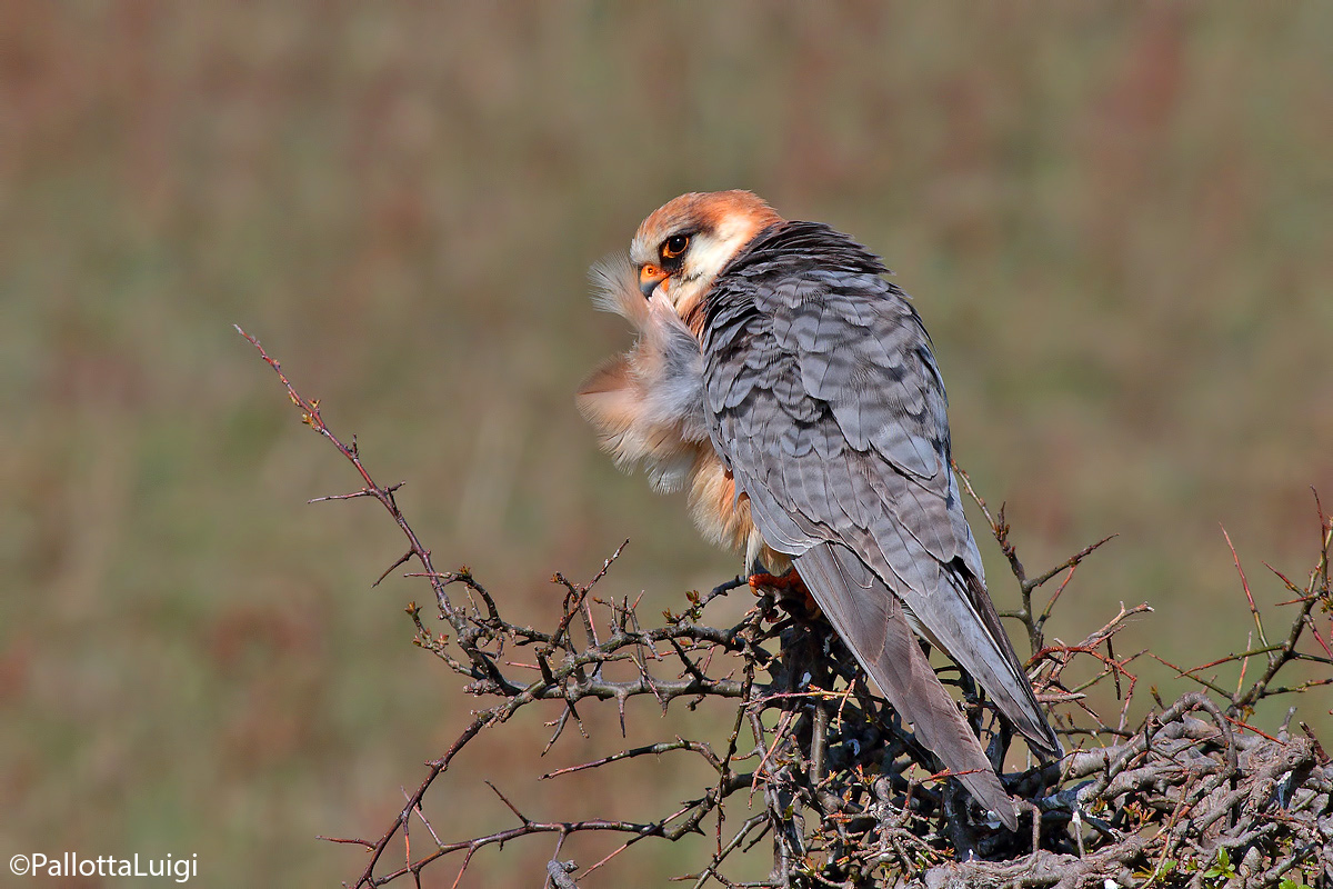 Red-footed falcon (Falco verspertinus)