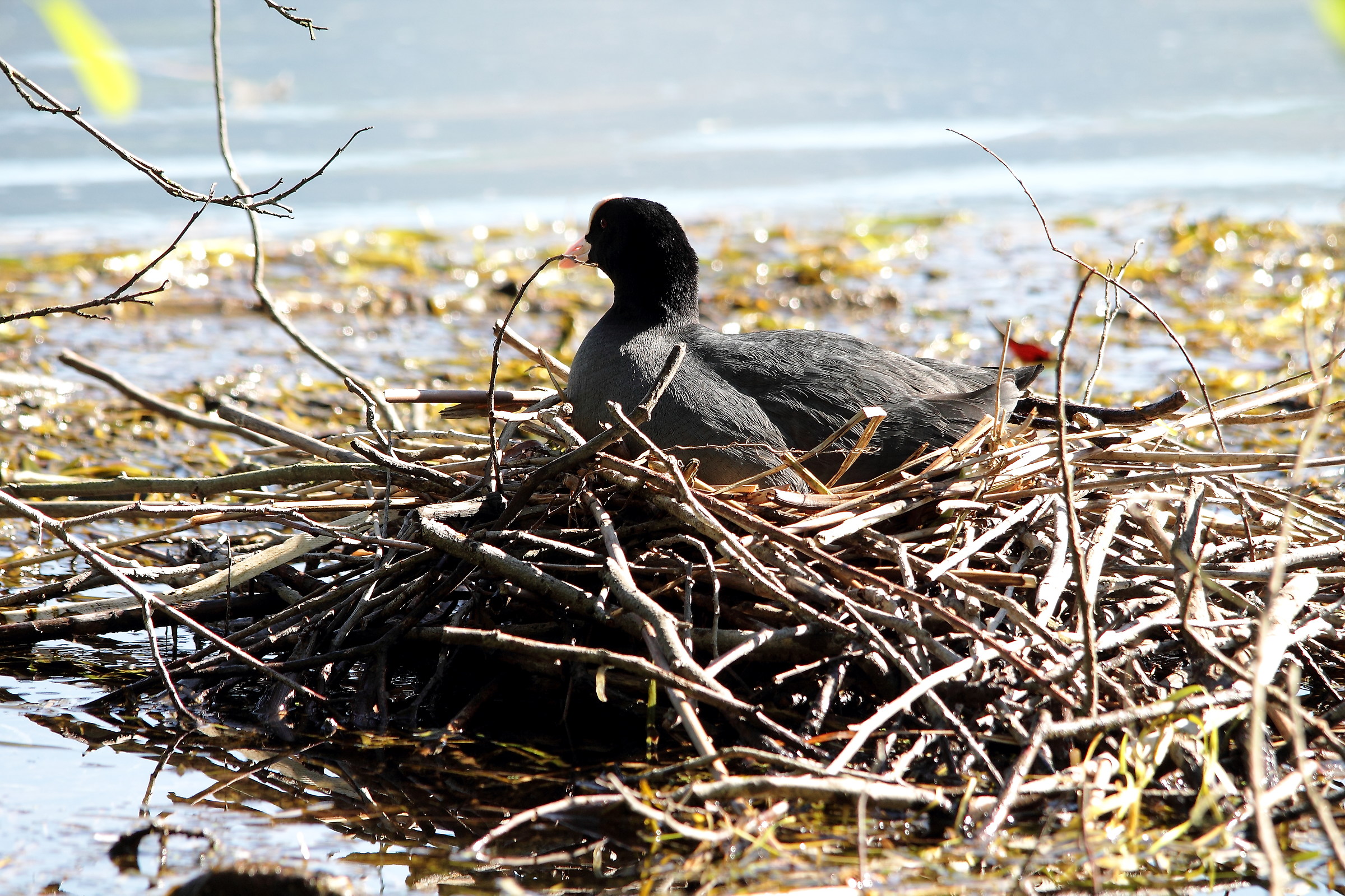 coot waiting