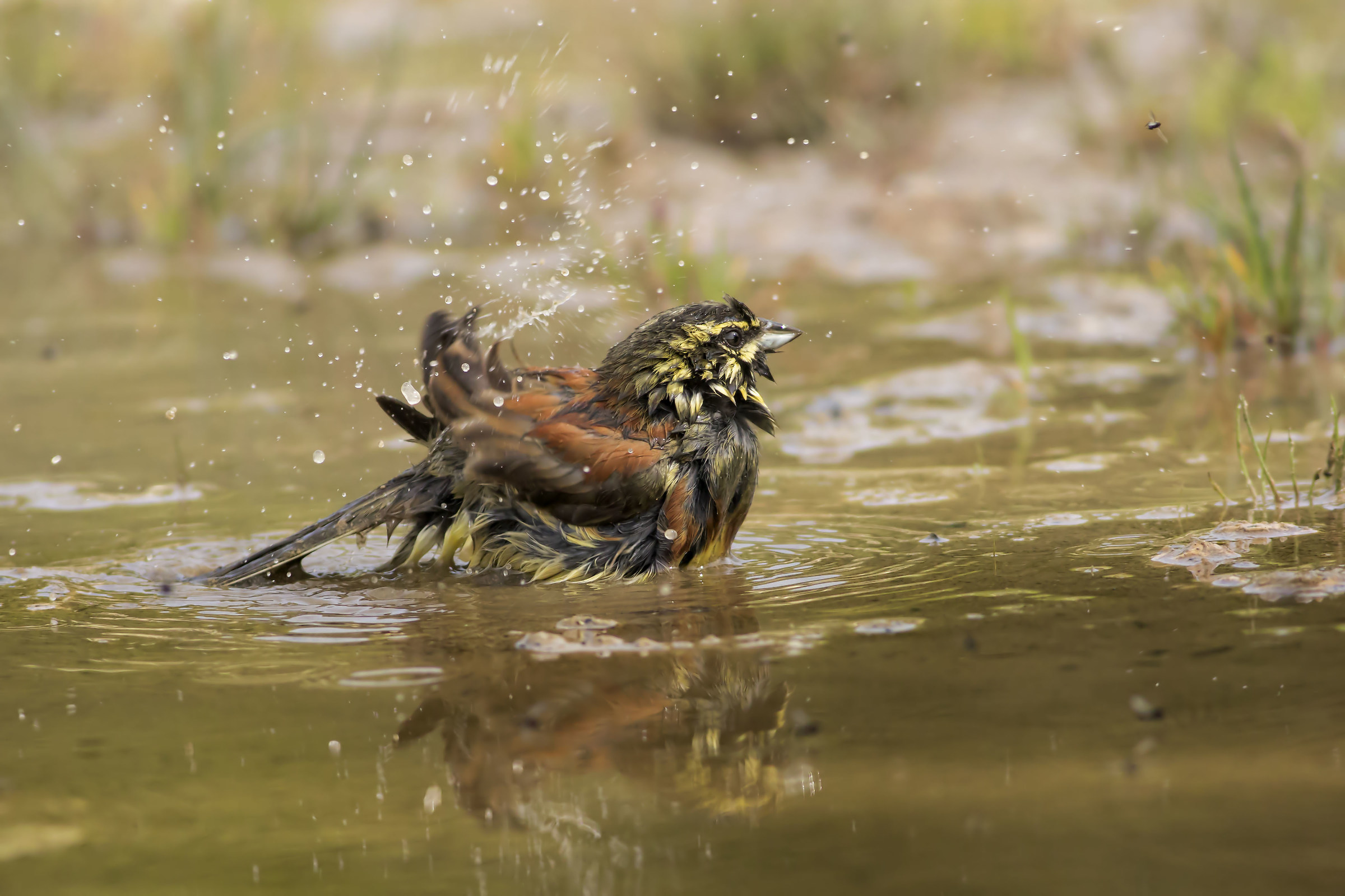Black bunting to the bathroom