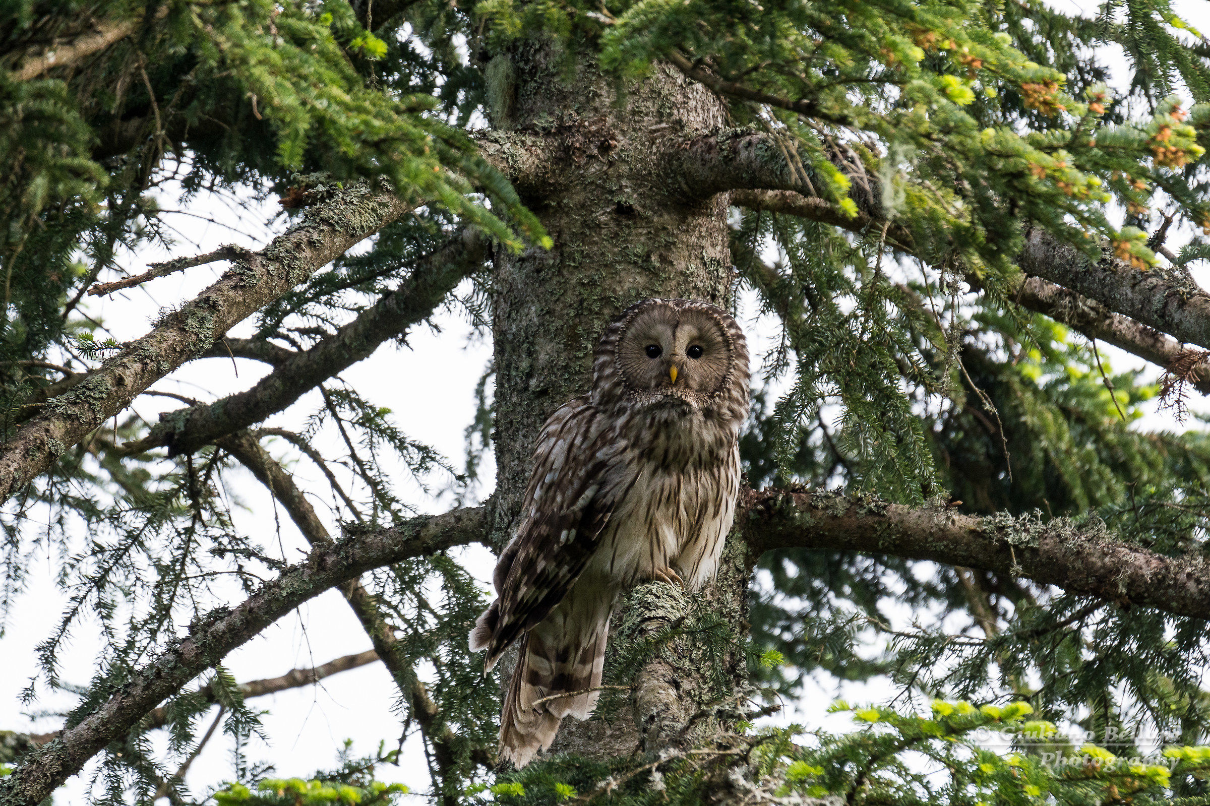 Ural owl
