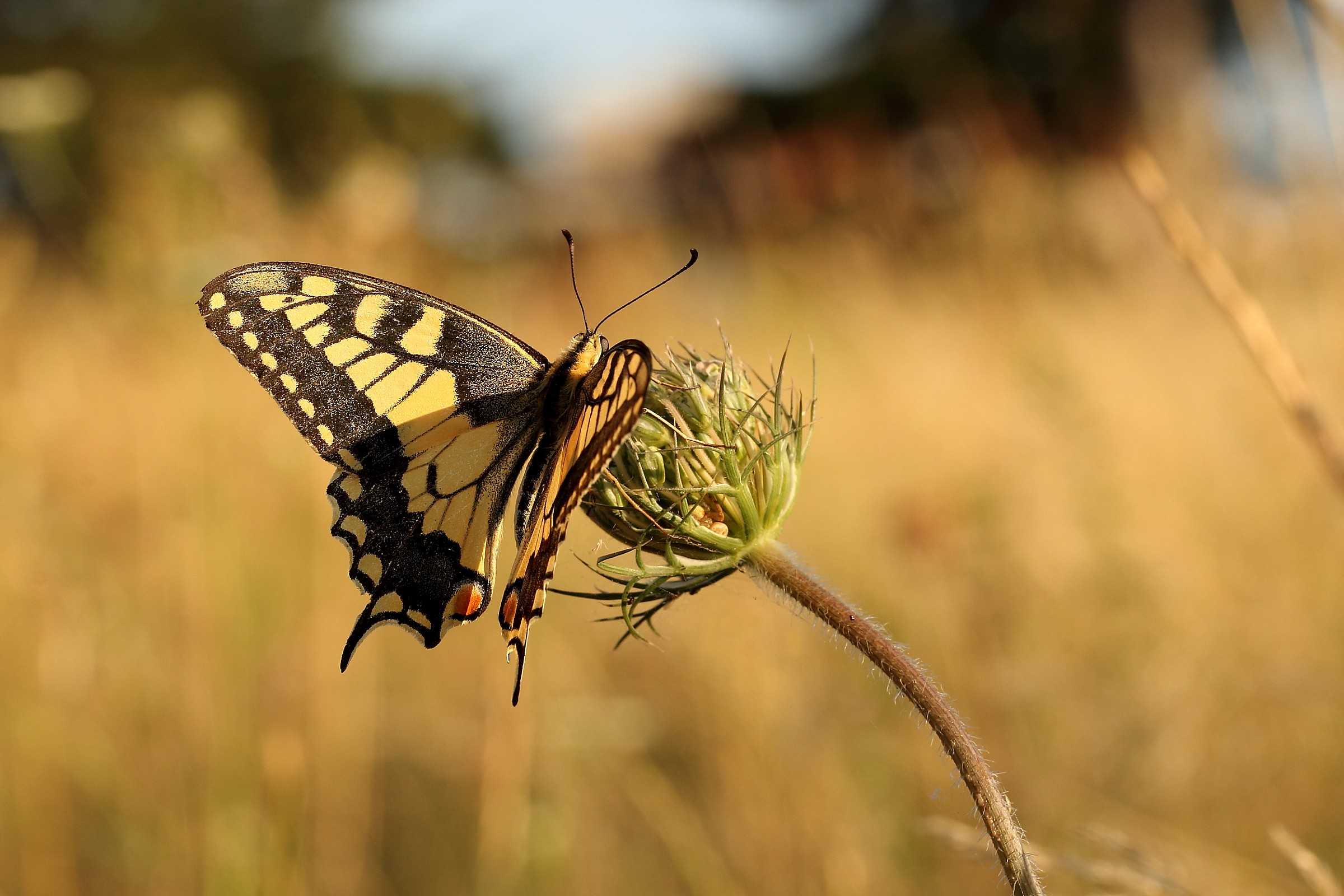 Papilio Machaon Ambient