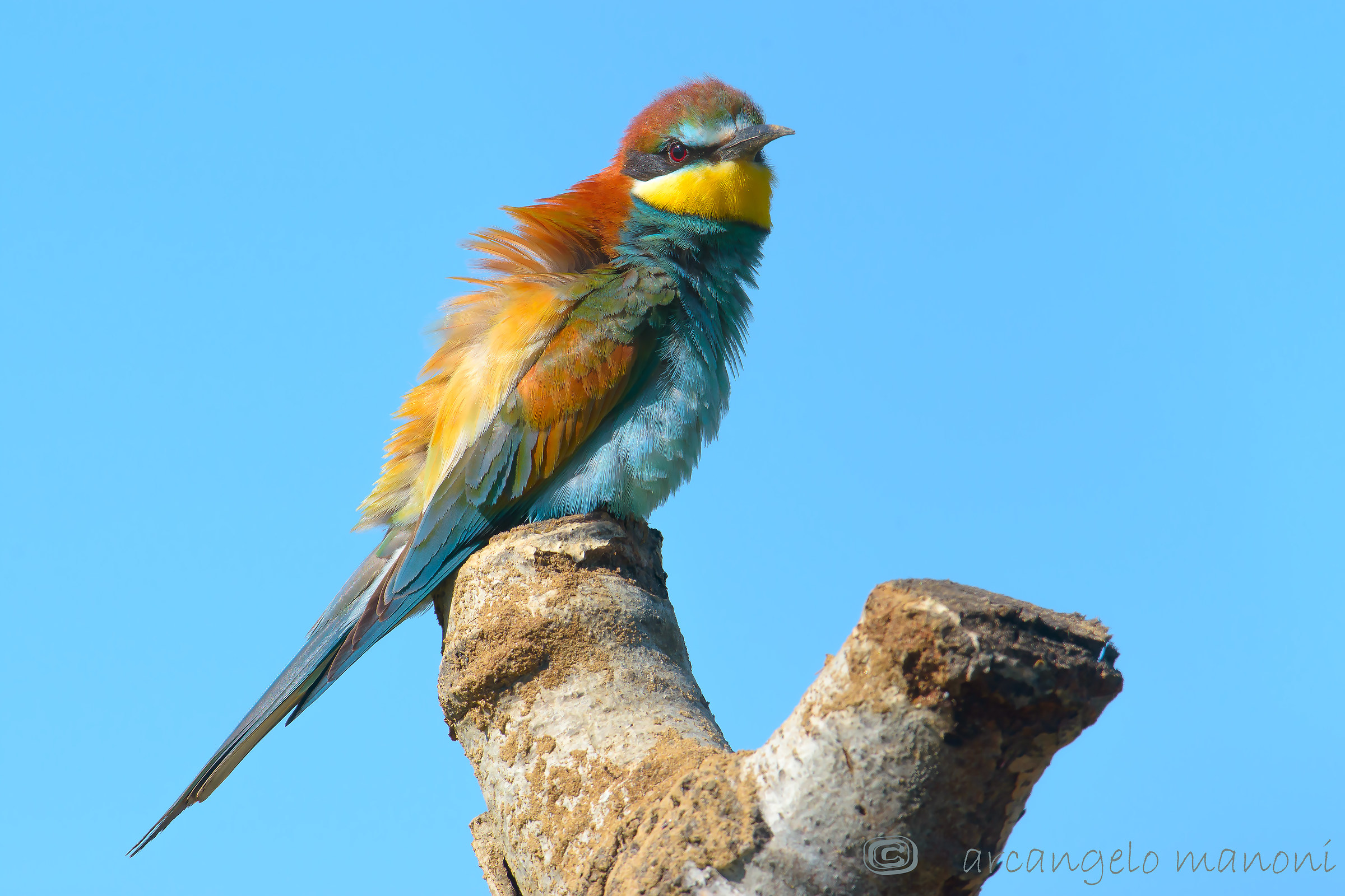 Un gruccione al palo