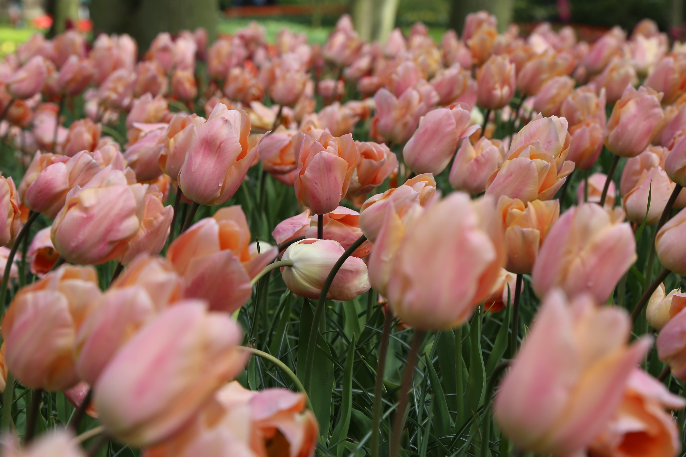 keukenhof netherlands