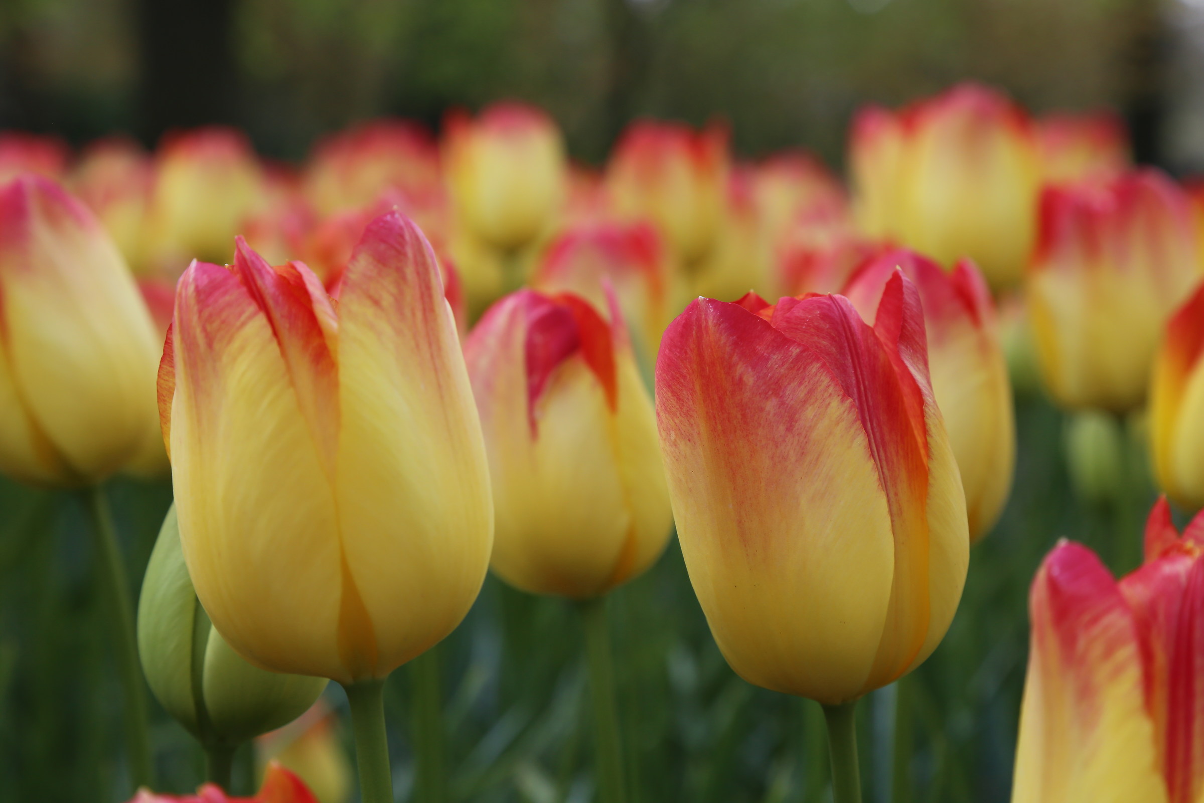keukenhof netherlands