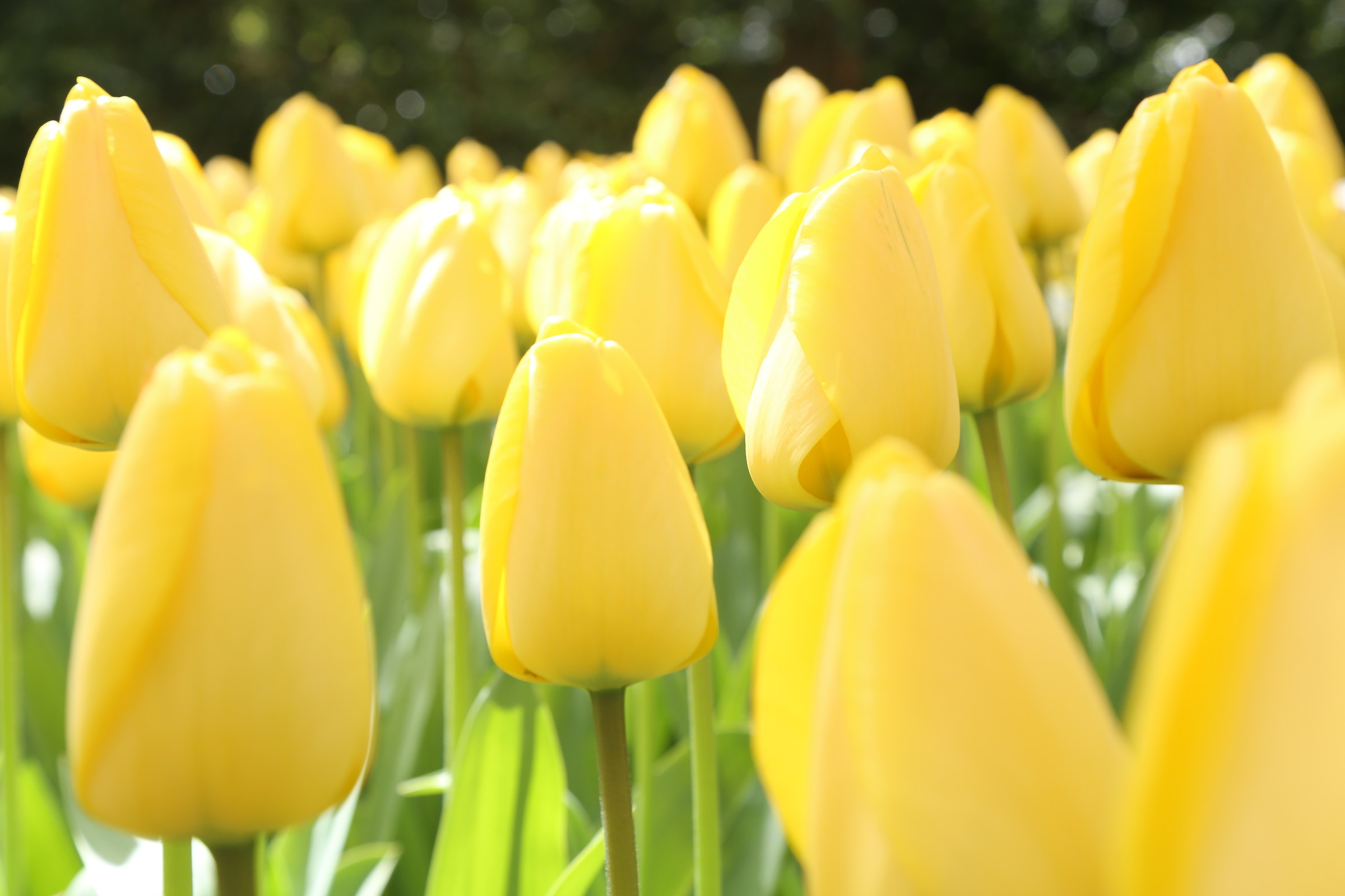 keukenhof netherlands