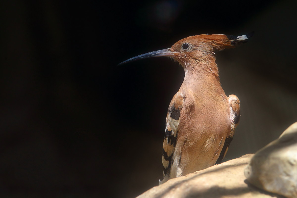 Hoopoe