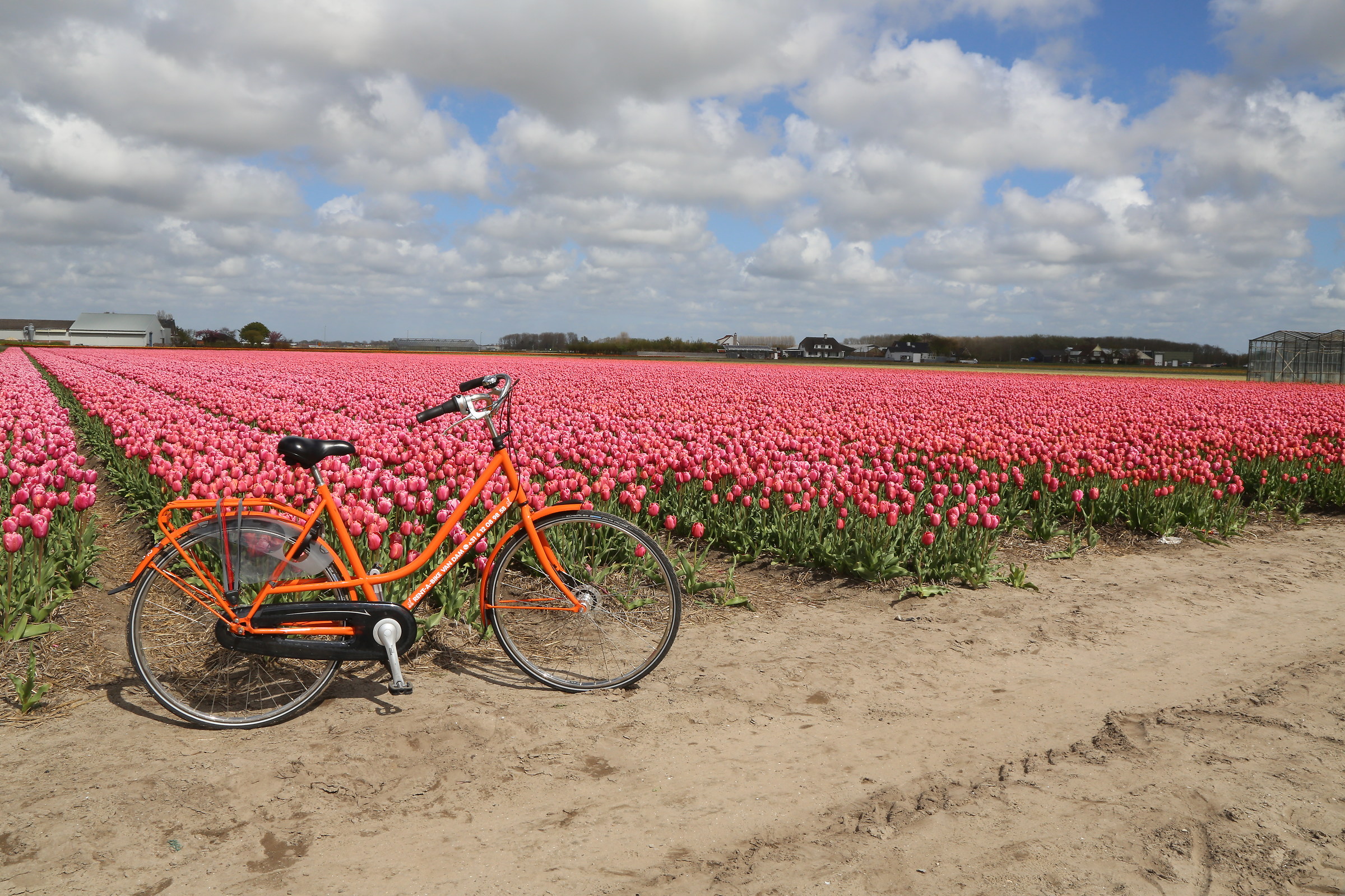 keukenhof netherlands