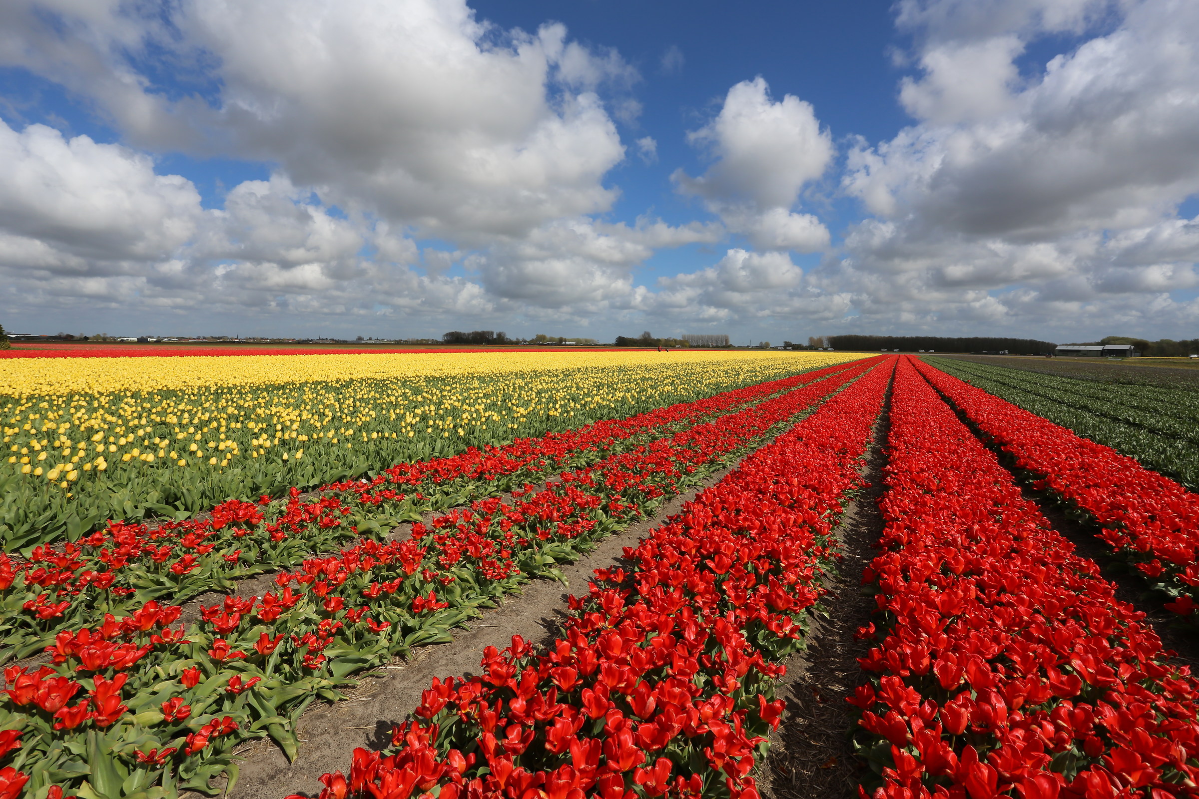 keukenhof netherlands