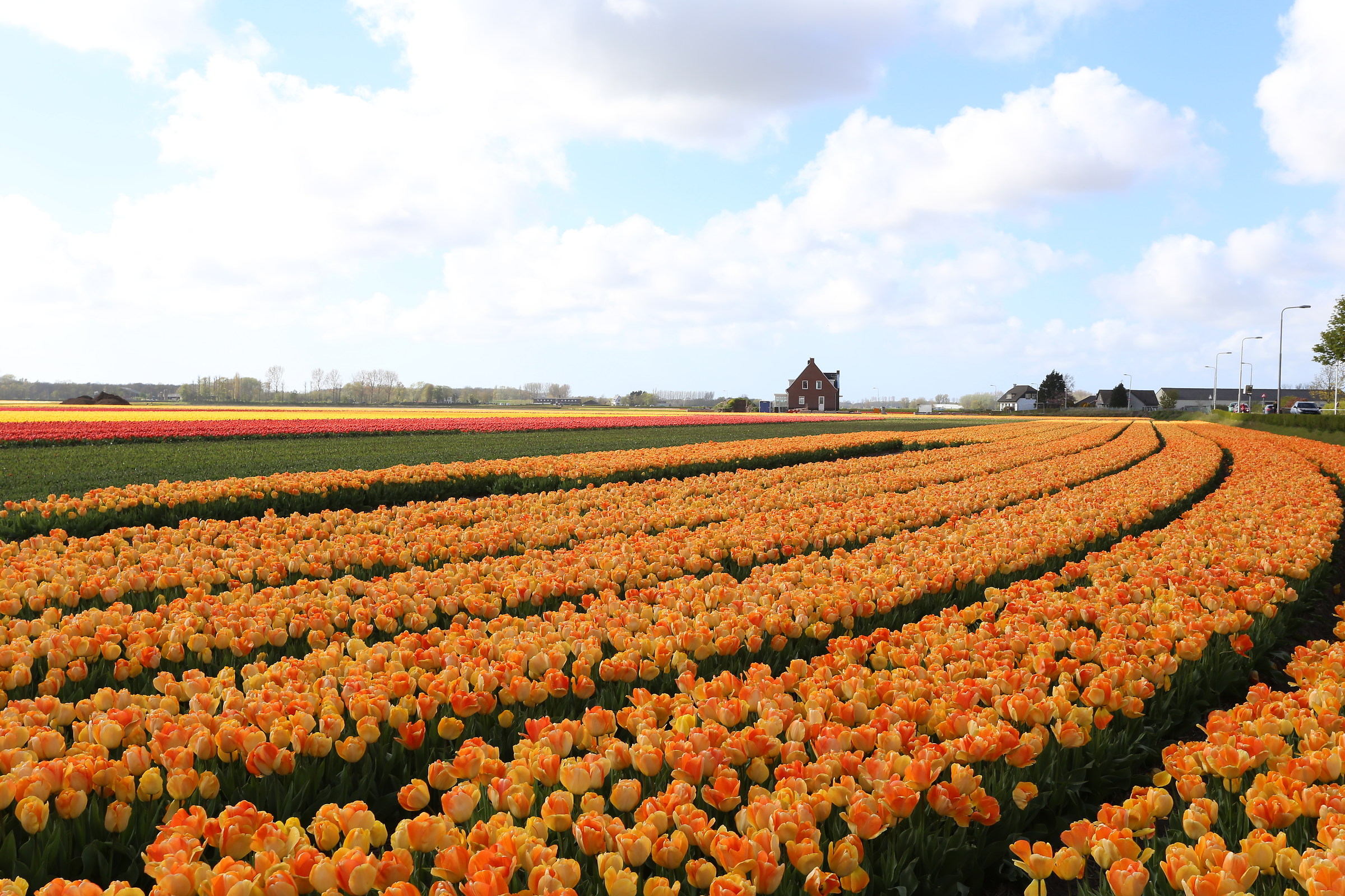 keukenhof netherlands