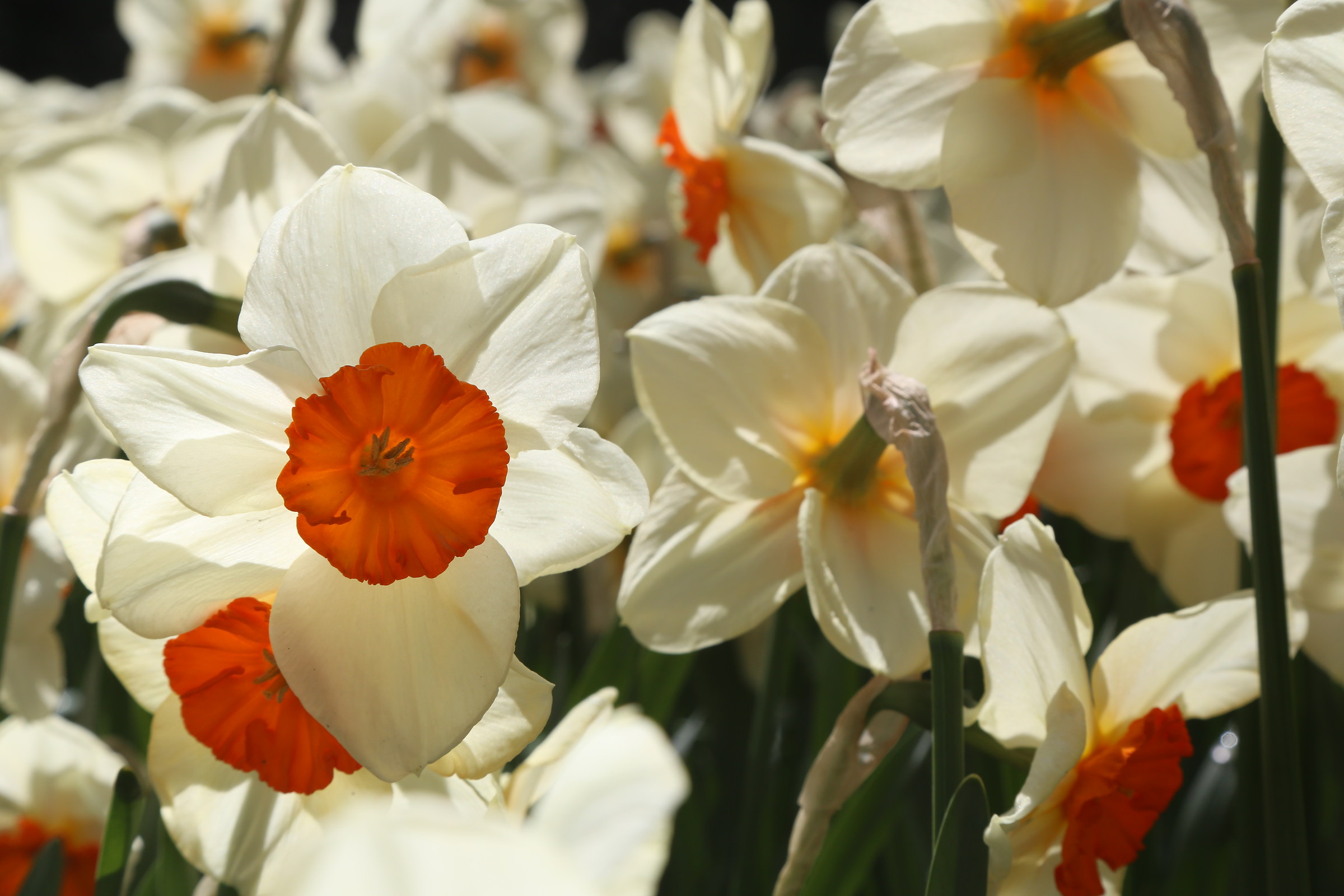 keukenhof netherlands