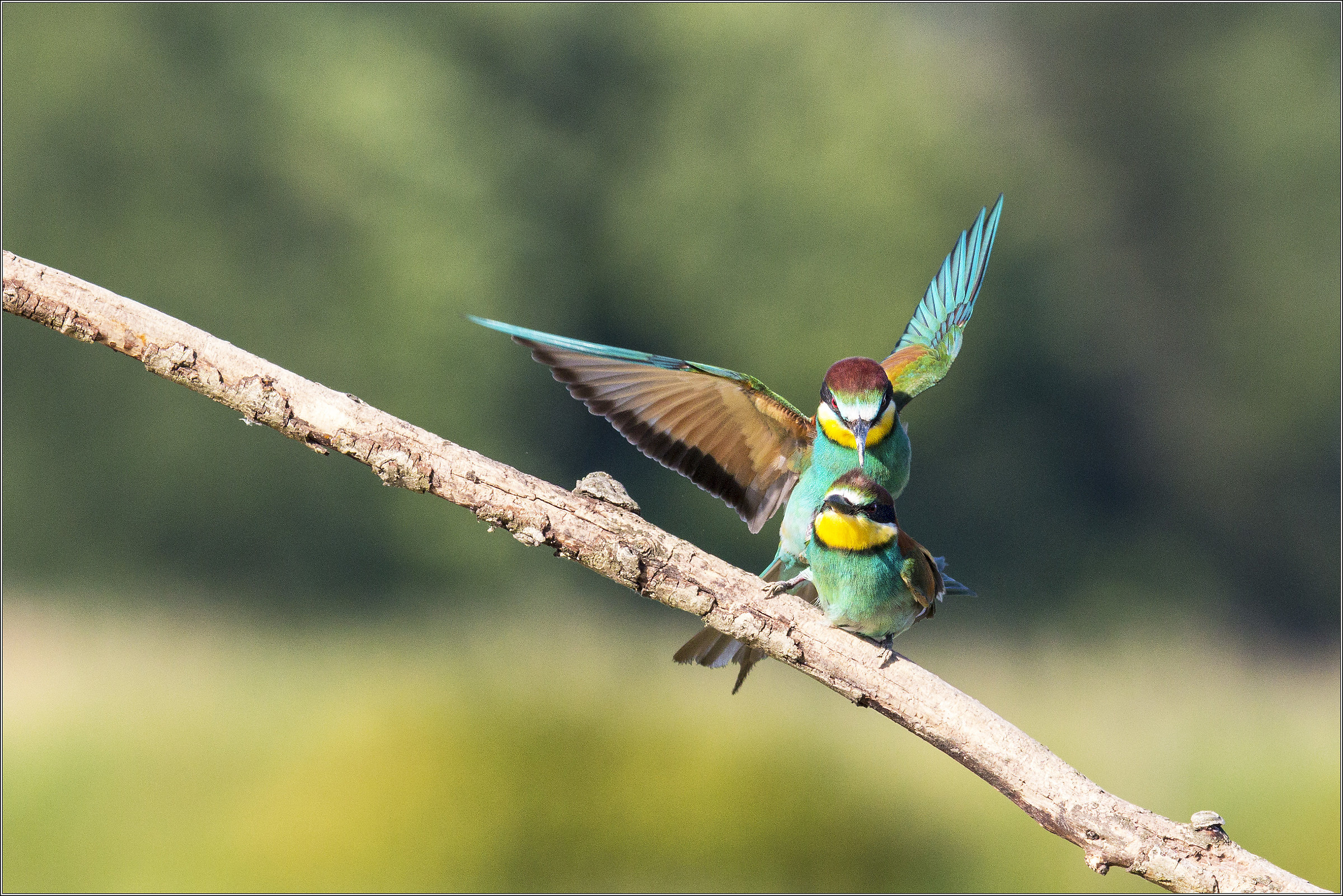 bee-eaters pair