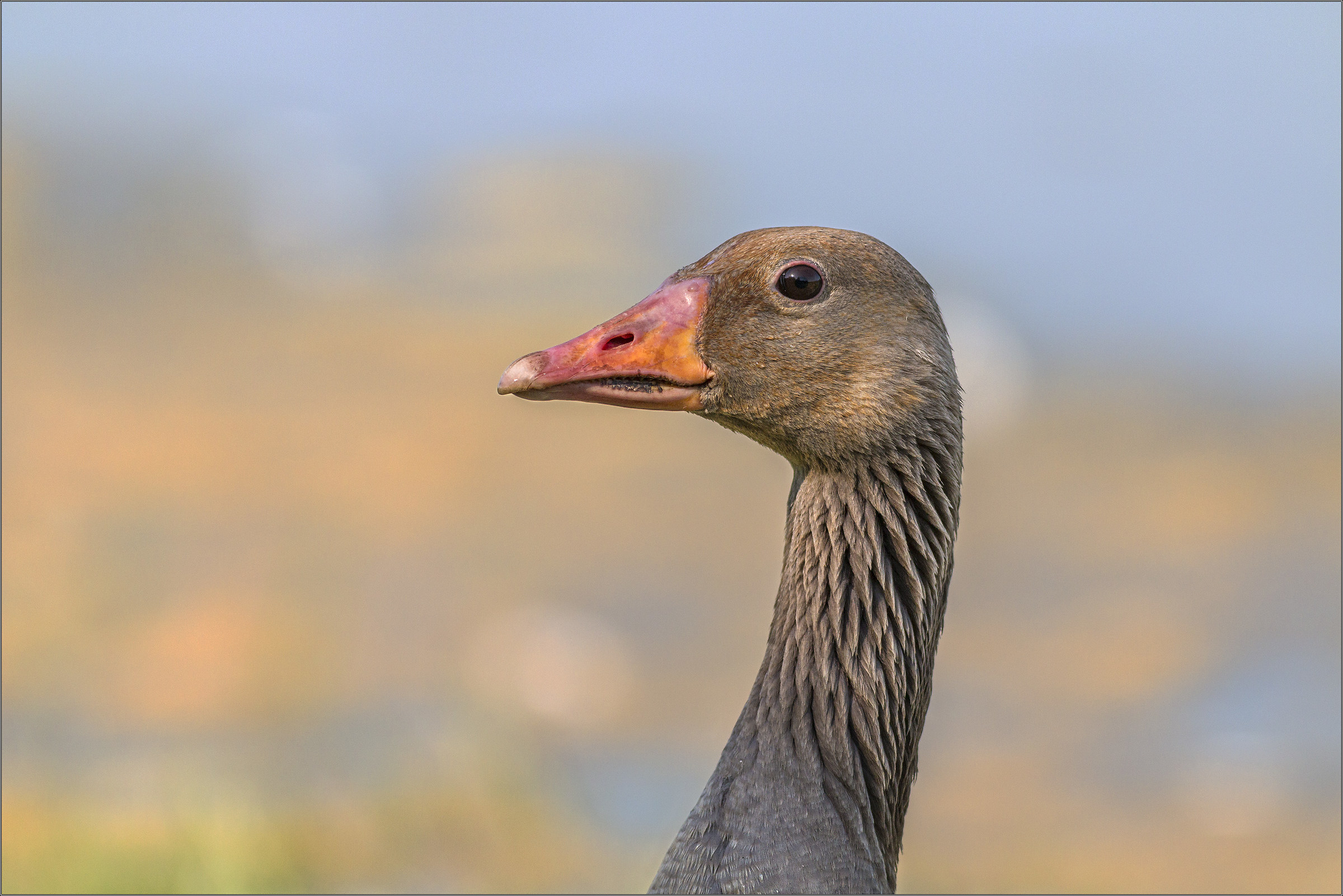 goose portrait